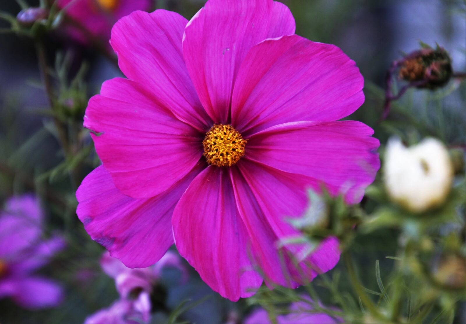 Canon EOS 80D sample photo. Kosmea, space, pink photography