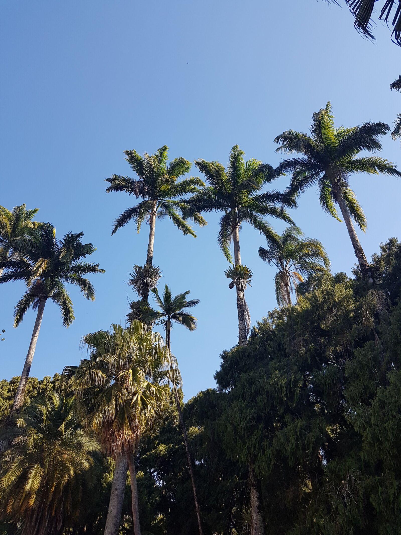 Samsung Galaxy S7 sample photo. Coconut tree, sky, tree photography
