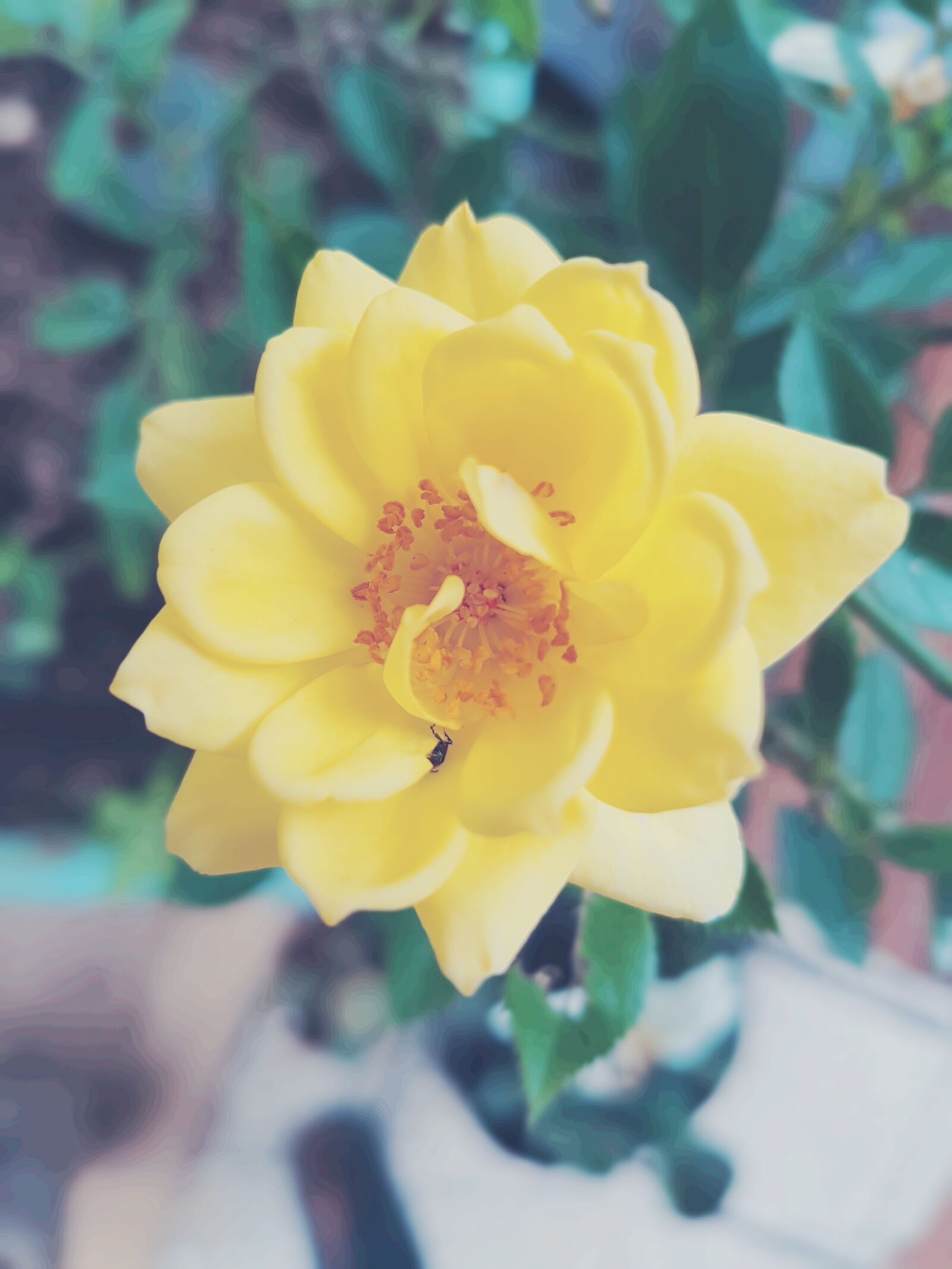 Samsung Galaxy S7 Edge sample photo