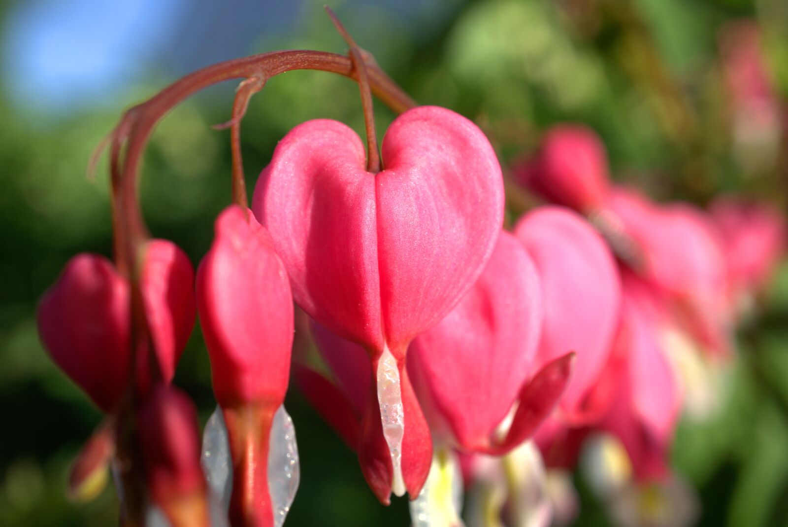 Sony E 30mm F3.5 Macro sample photo. Nature, flower, garden photography