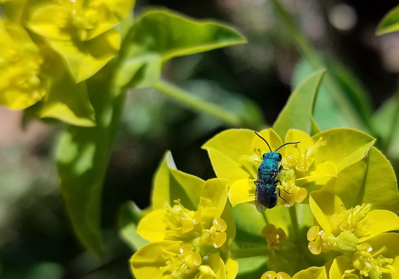 Samsung Galaxy S7 sample photo. Spring, bug, wasp photography
