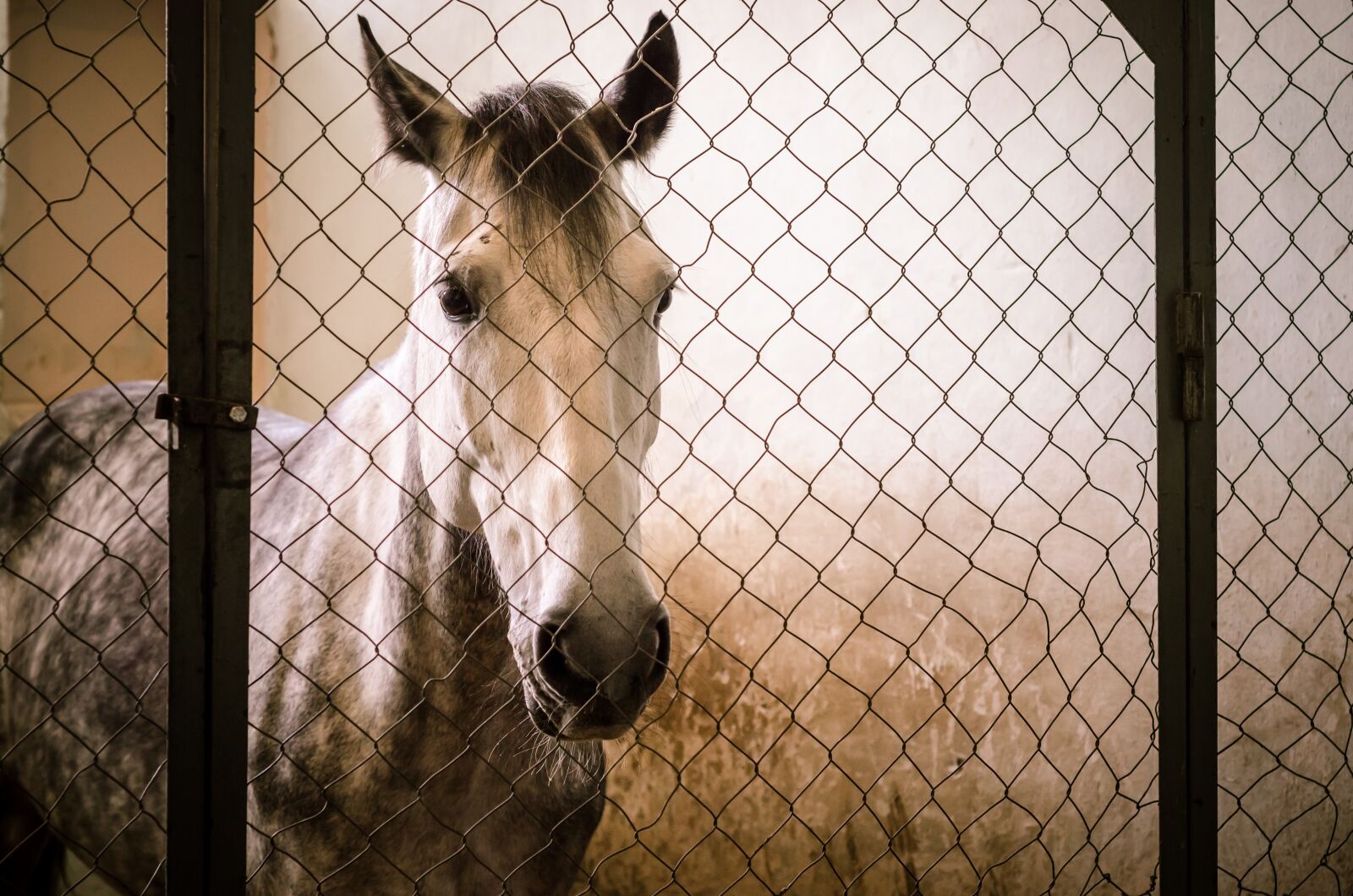 Nikon D7000 sample photo. Cage, fence, no one photography
