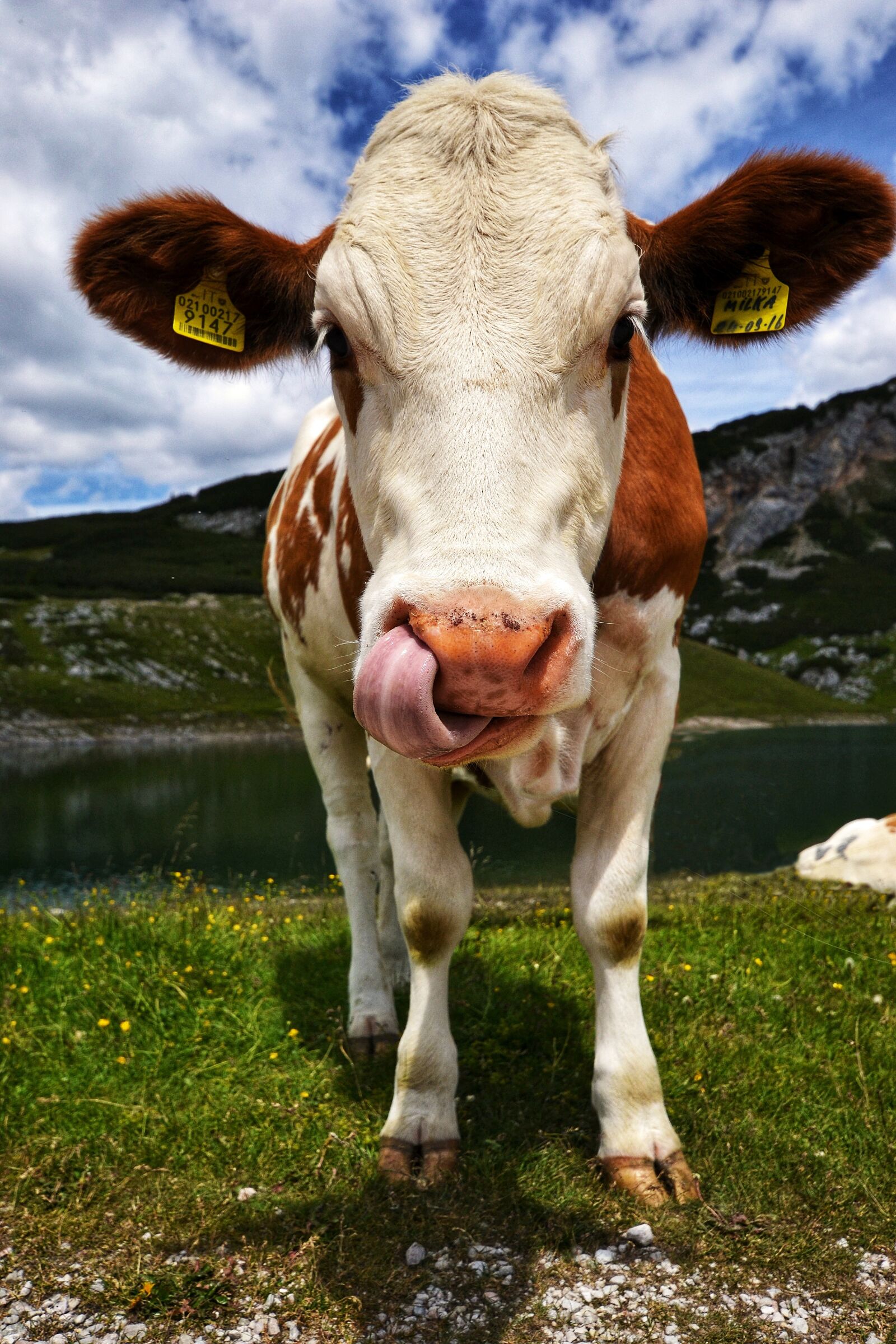 Nikon D3100 sample photo. Cow, animal, horns photography