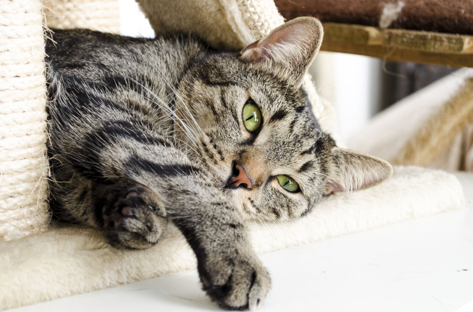 Nikon D5100 sample photo. Cat, kitten, domestic cat photography