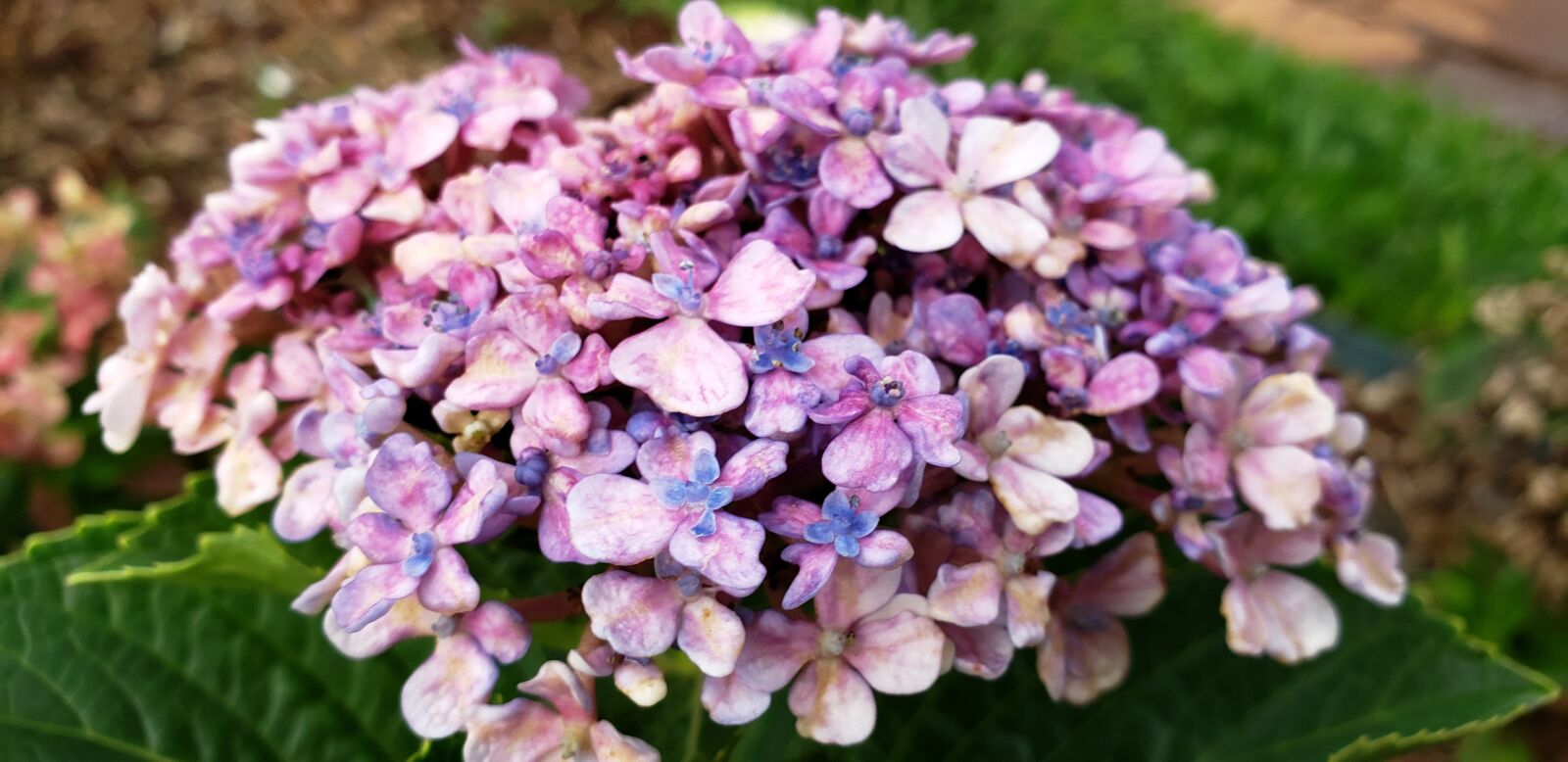 Samsung Galaxy S9+ sample photo. Flower, nature, pink photography