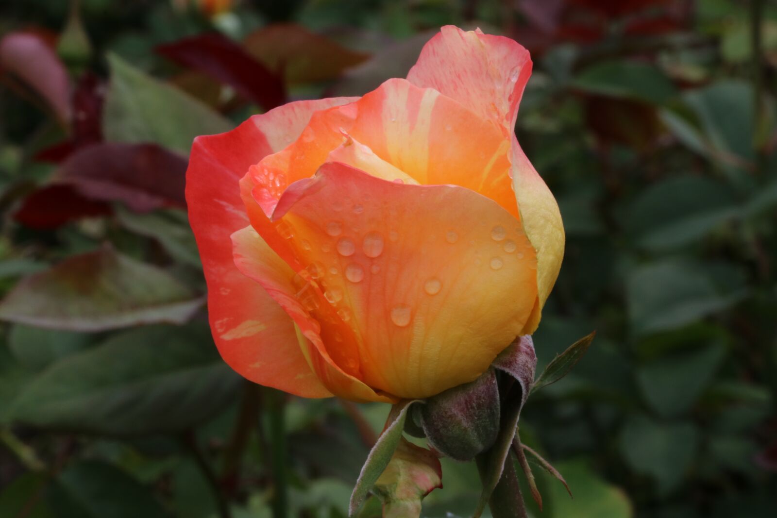 Canon EOS 750D (EOS Rebel T6i / EOS Kiss X8i) sample photo. Rose, rose festival, seoul photography