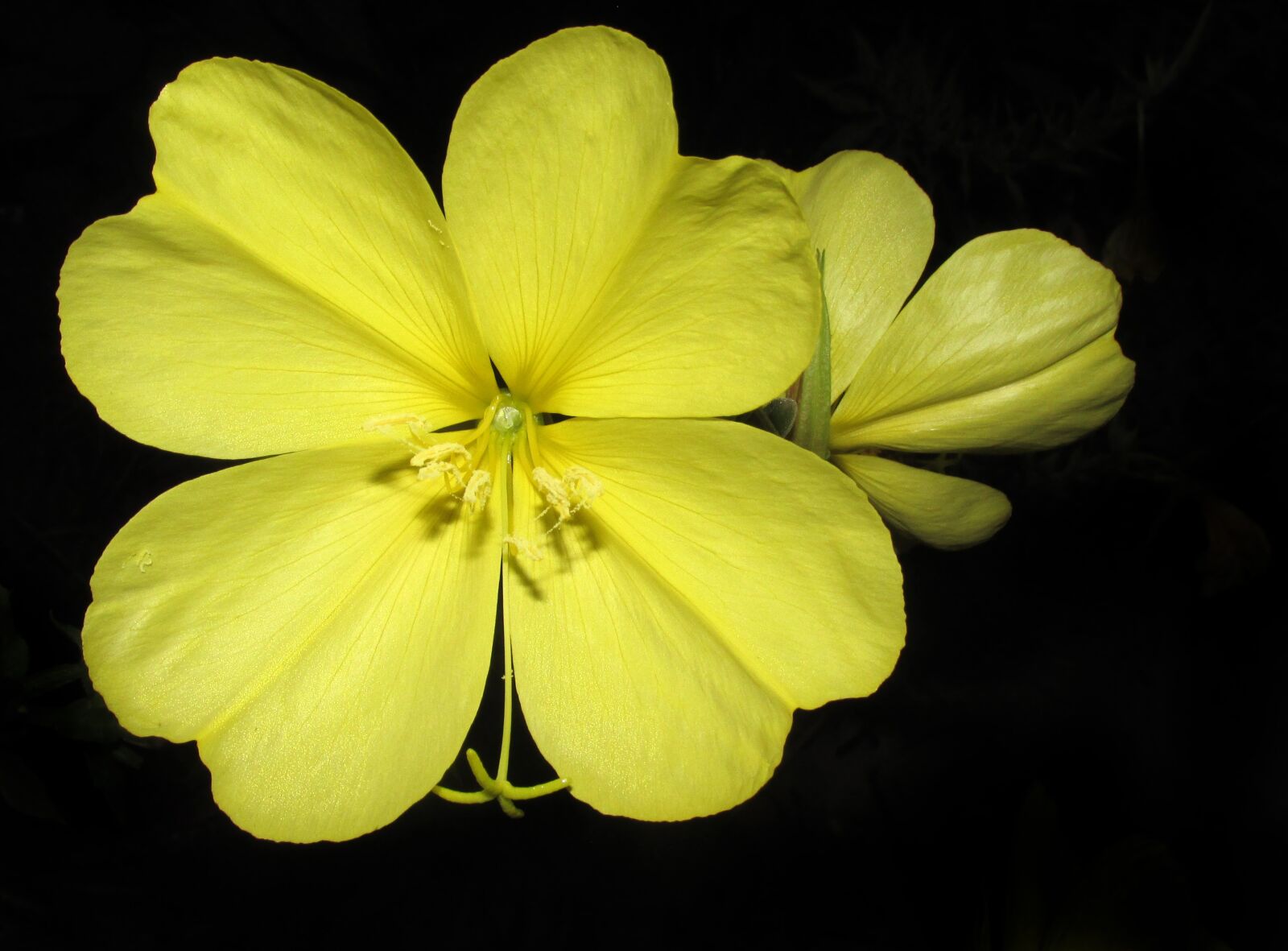 Canon PowerShot SX170 IS sample photo. Flower, evening primrose, fragrant photography