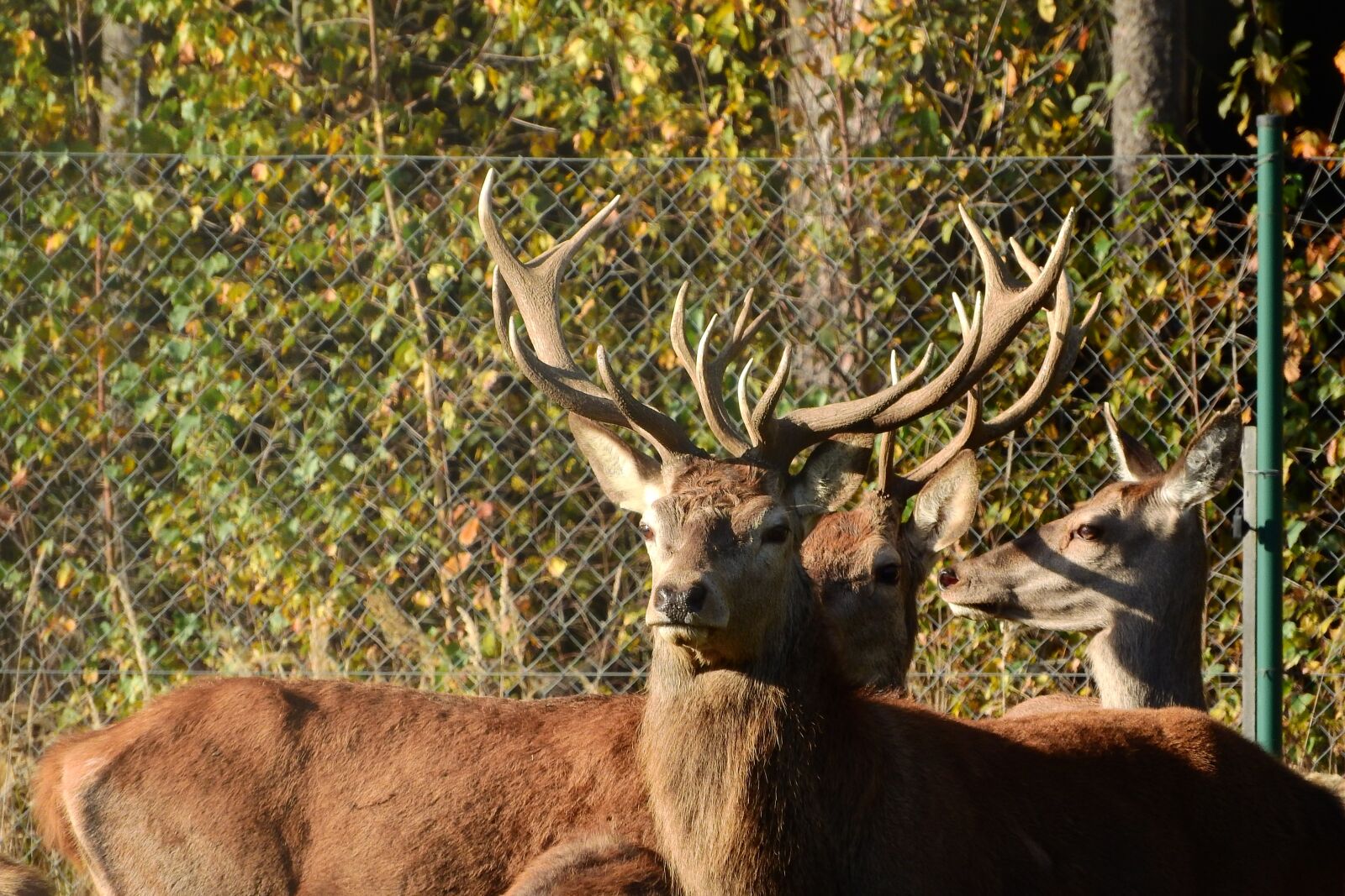 Nikon Coolpix P610 sample photo. Hart, antlers, park photography