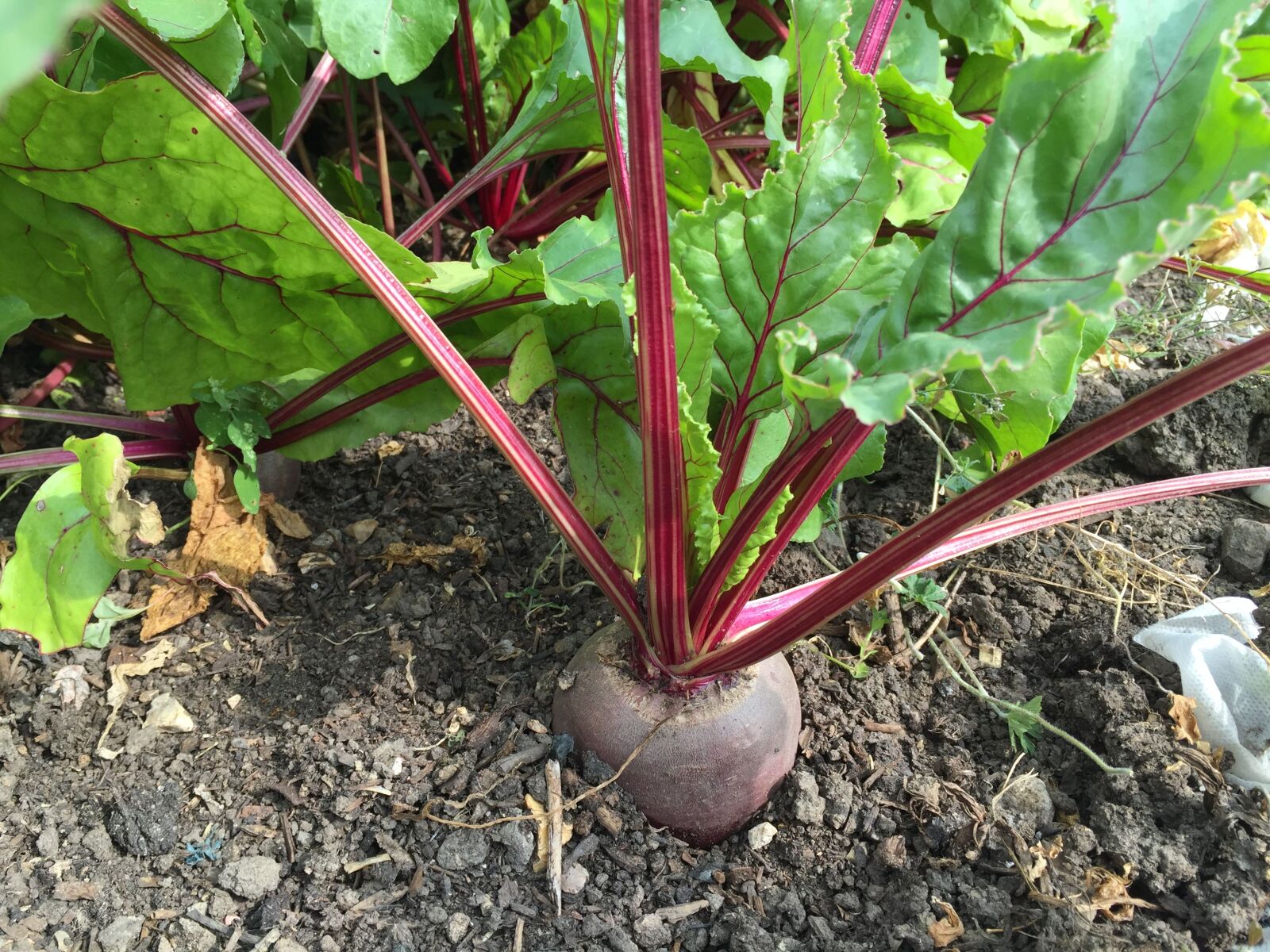 iPhone 6 back camera 4.15mm f/2.2 sample photo. Beetroot, grow, your, own photography