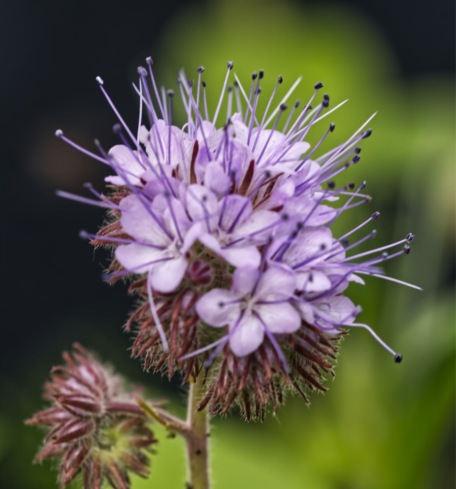 Nikon D5500 sample photo. Blossom, bloom, flower photography