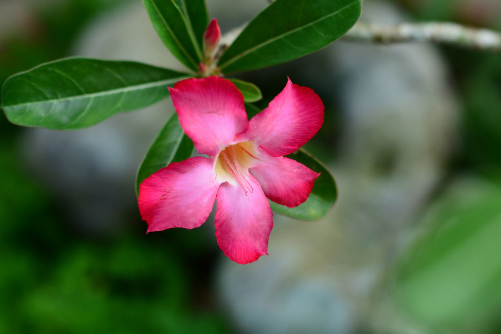 Nikon D7100 sample photo. Flower, summer, blossom photography