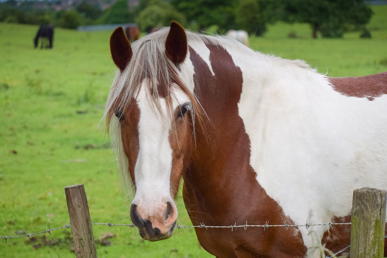 Nikon D3300 sample photo. Pinto, equestrian, lady photography