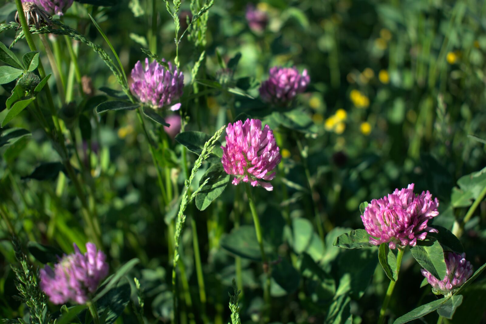 Nikon D3400 sample photo. Meadow, flower, spring photography