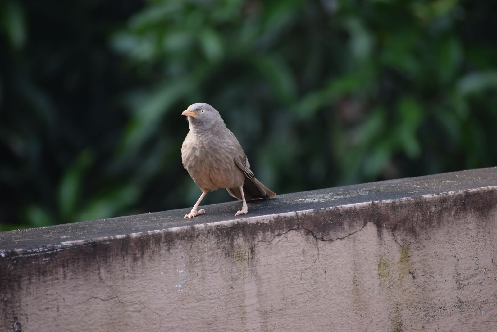Nikon D5300 sample photo. Bird, babbling, nature photography