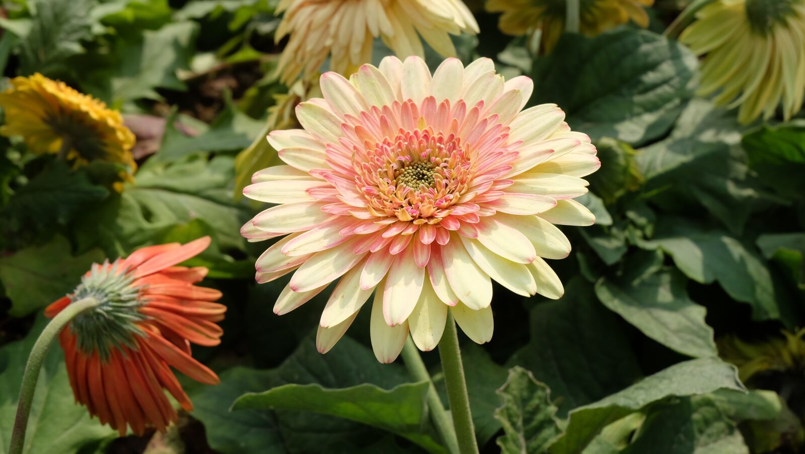 Fujifilm X-A1 sample photo. Spring, flower, flowers photography