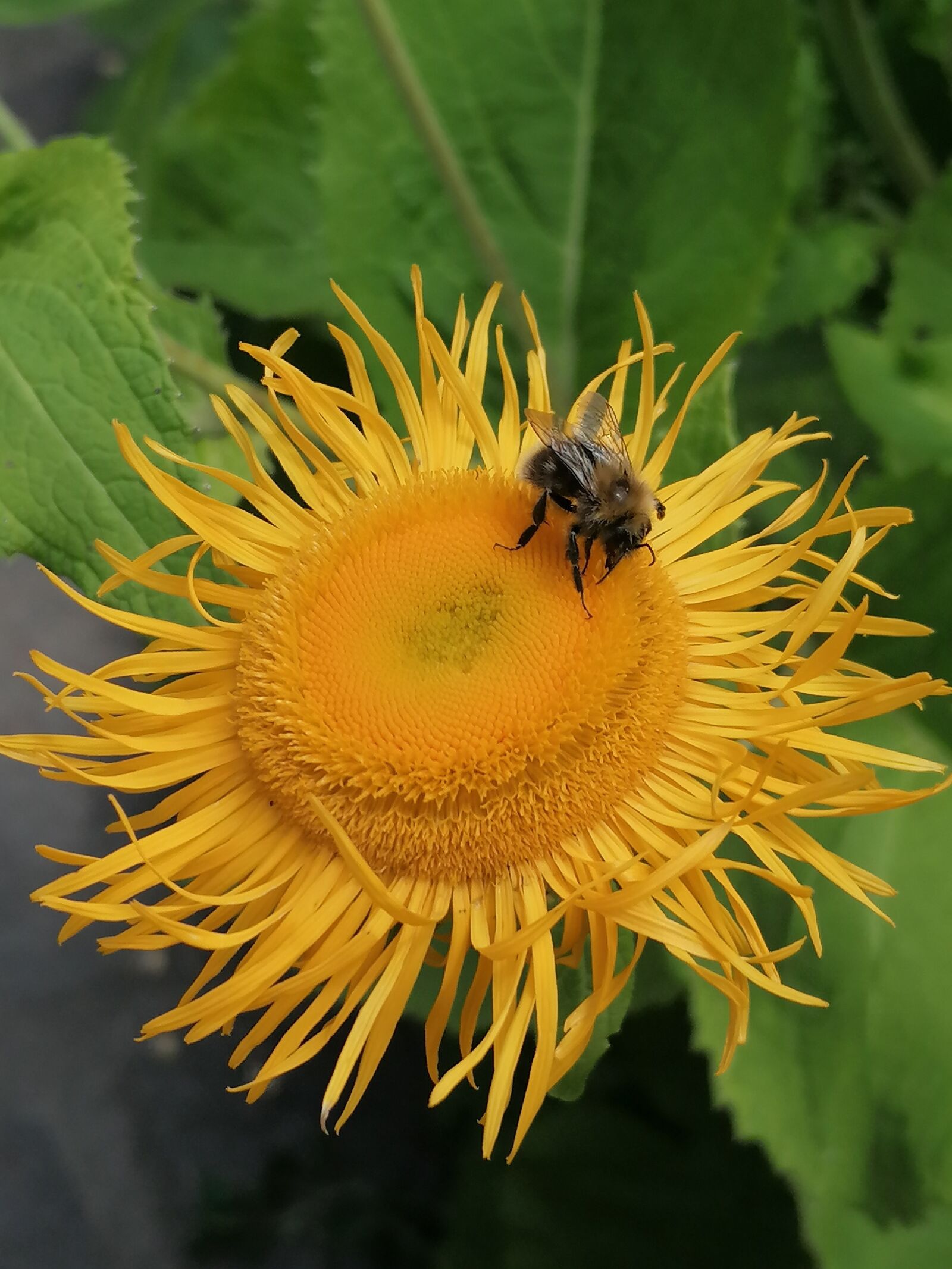 HUAWEI P30 LITE sample photo. Flower, spring, flora photography