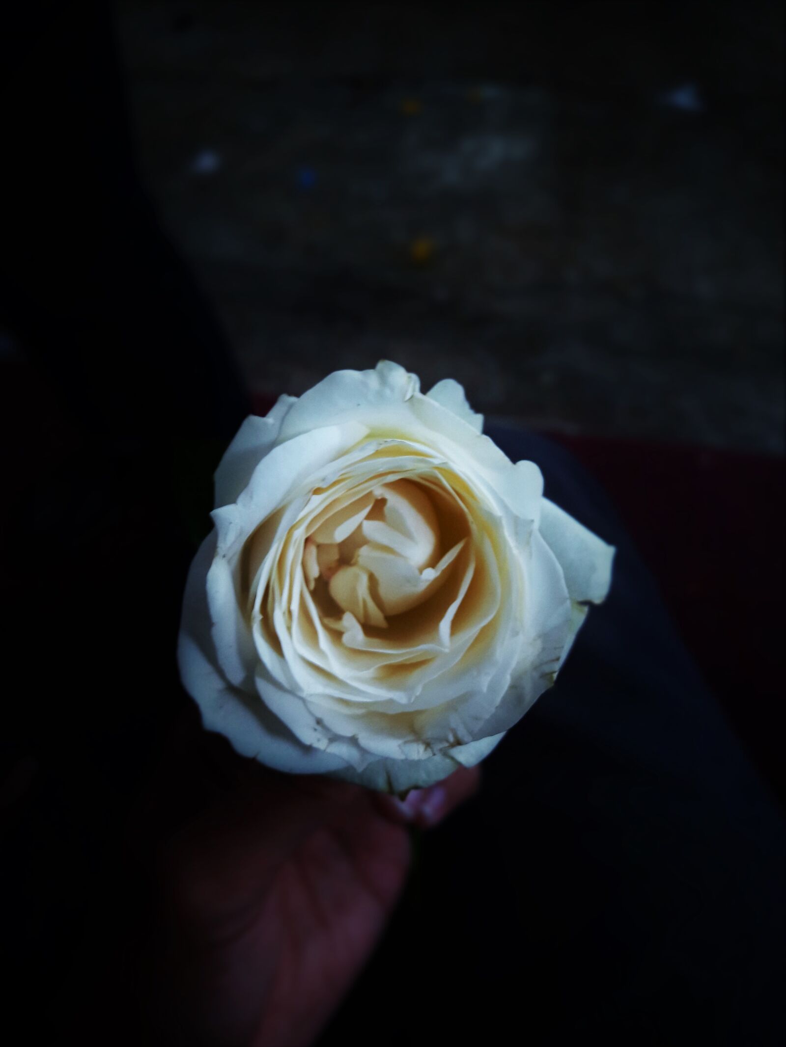 Samsung Galaxy A5(2016) sample photo. Beautiful, flowers, black, and photography