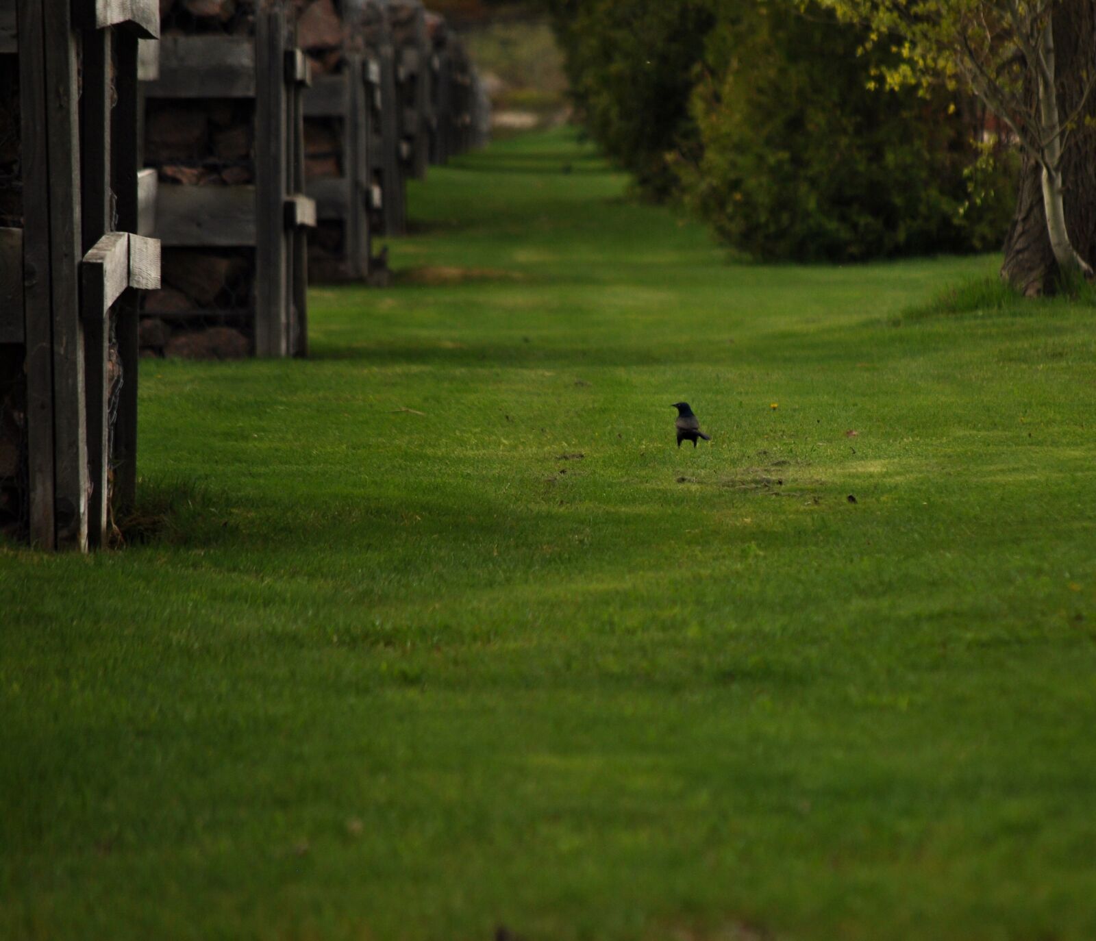 Nikon D3000 sample photo. Grass, park, nature photography