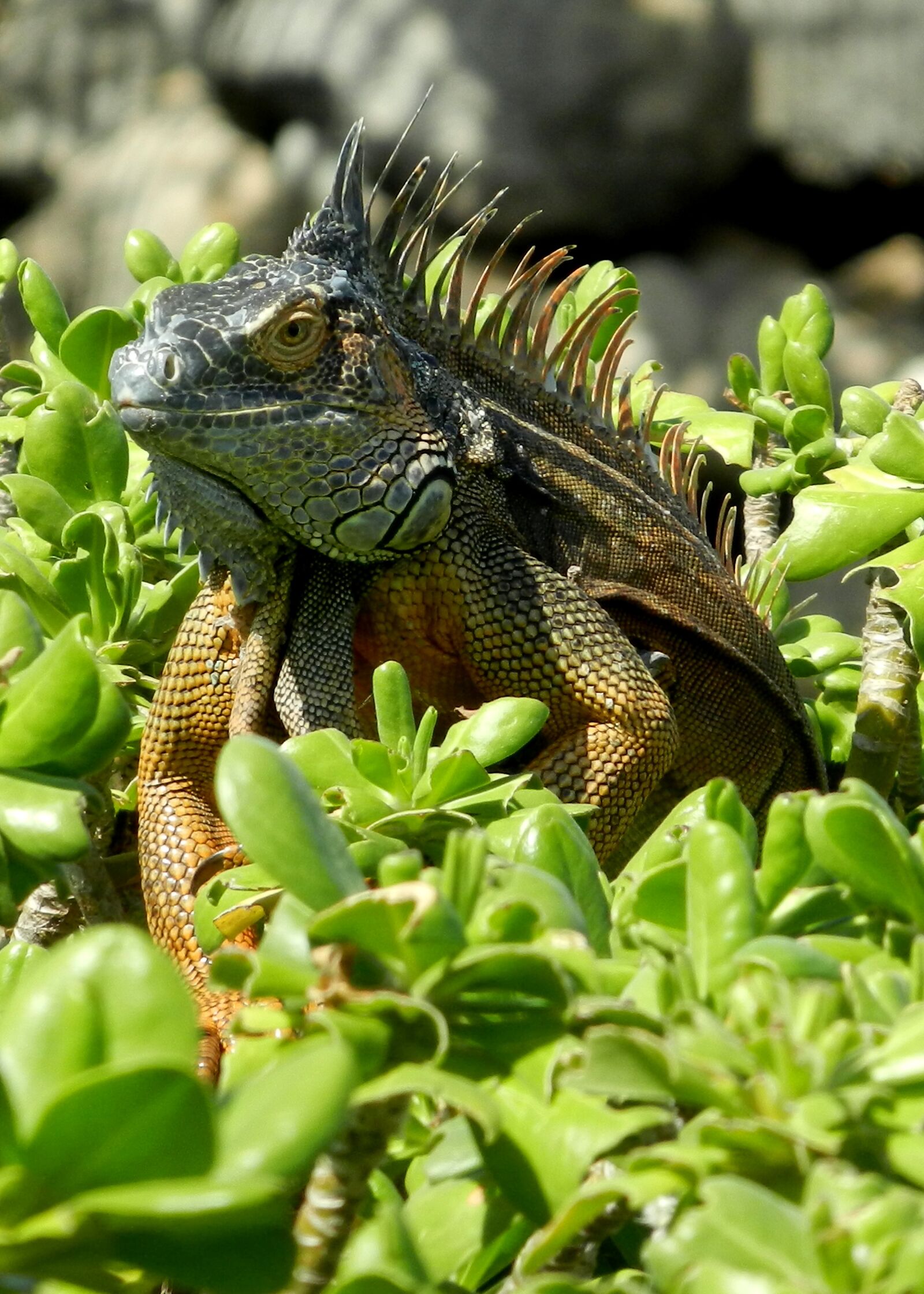 Nikon Coolpix S9100 sample photo. Cayman islands, iguana, reptile photography