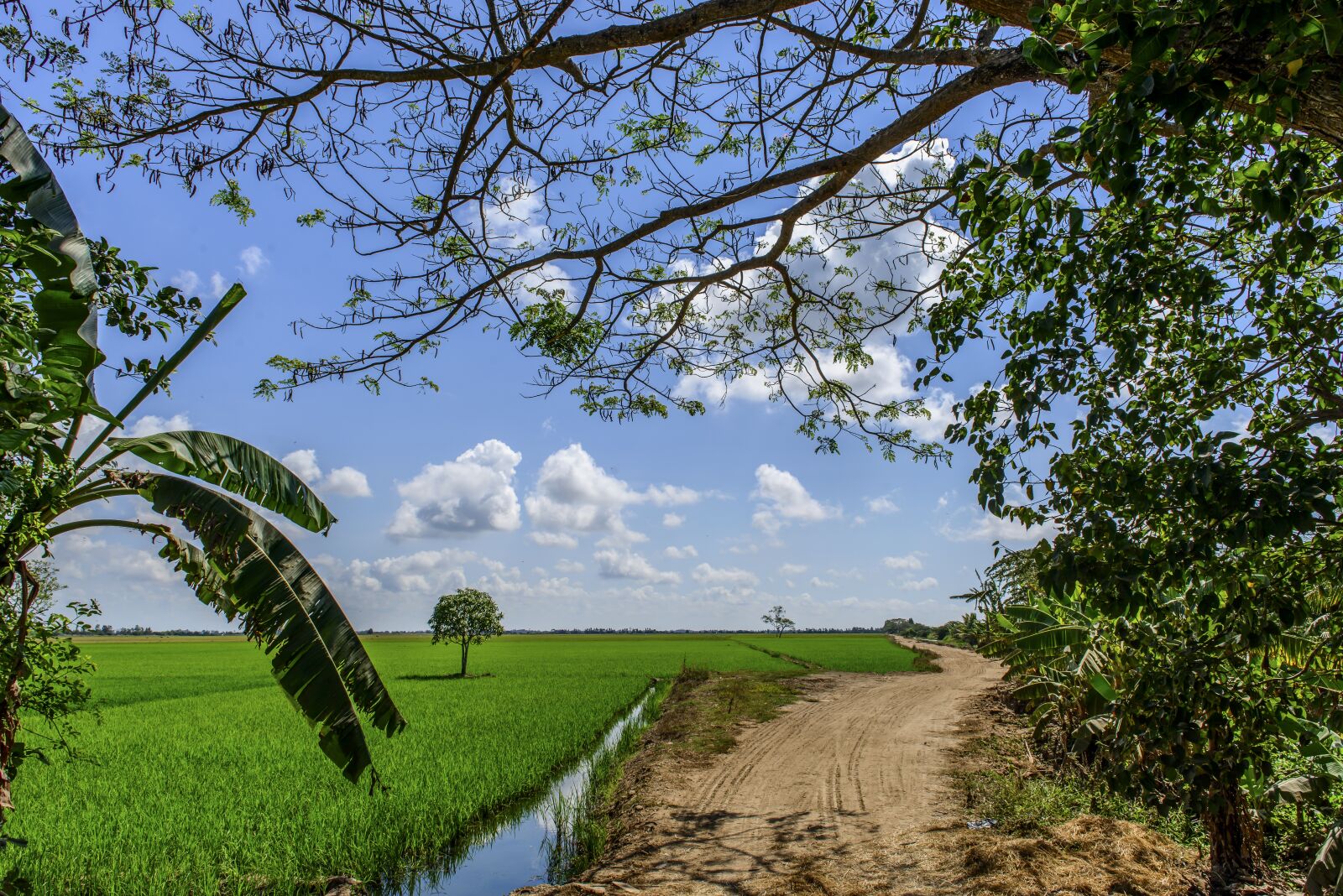 Nikon D800E sample photo. Landscape, sun, trees photography