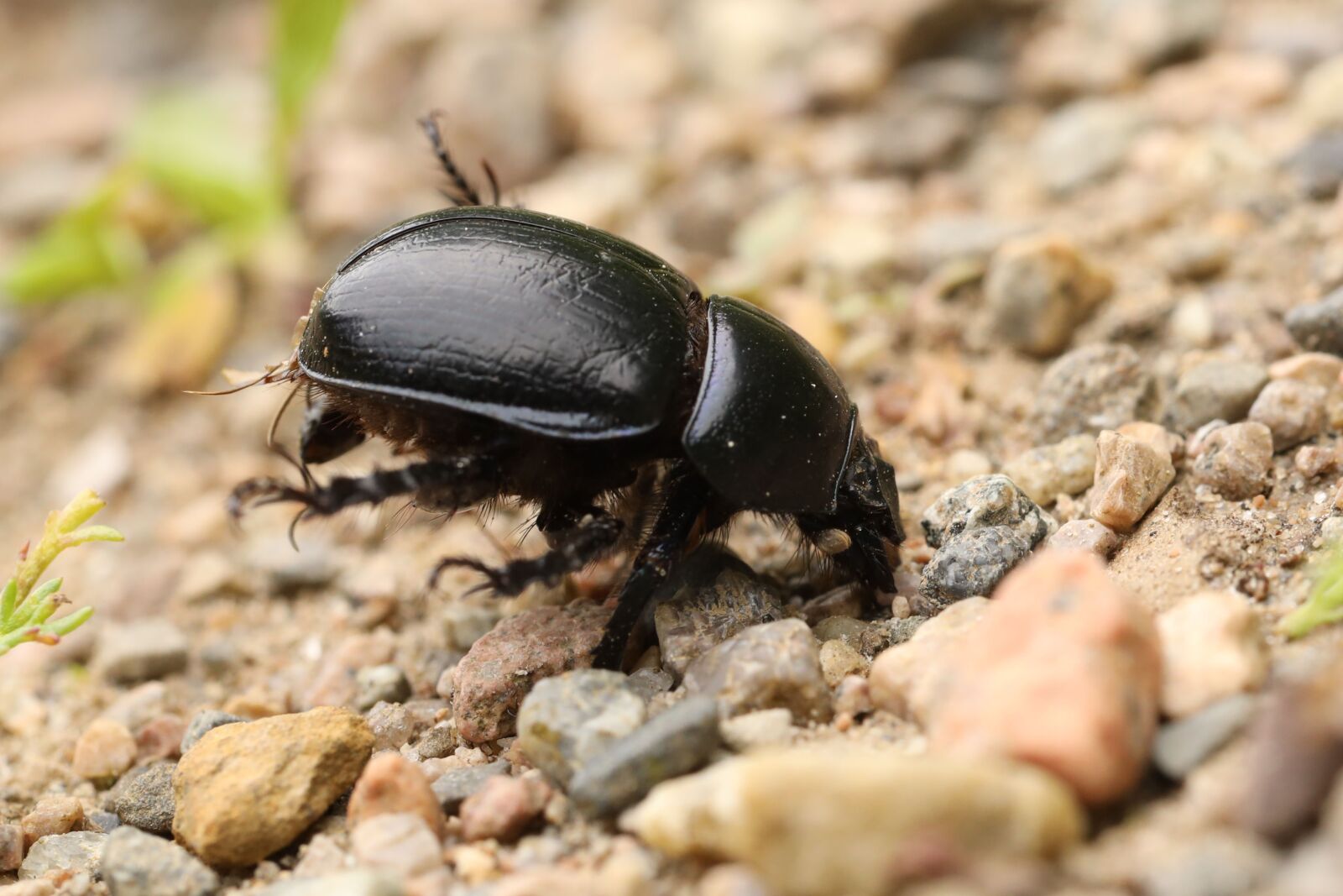 Canon EOS R sample photo. Beetle, insect, animal photography