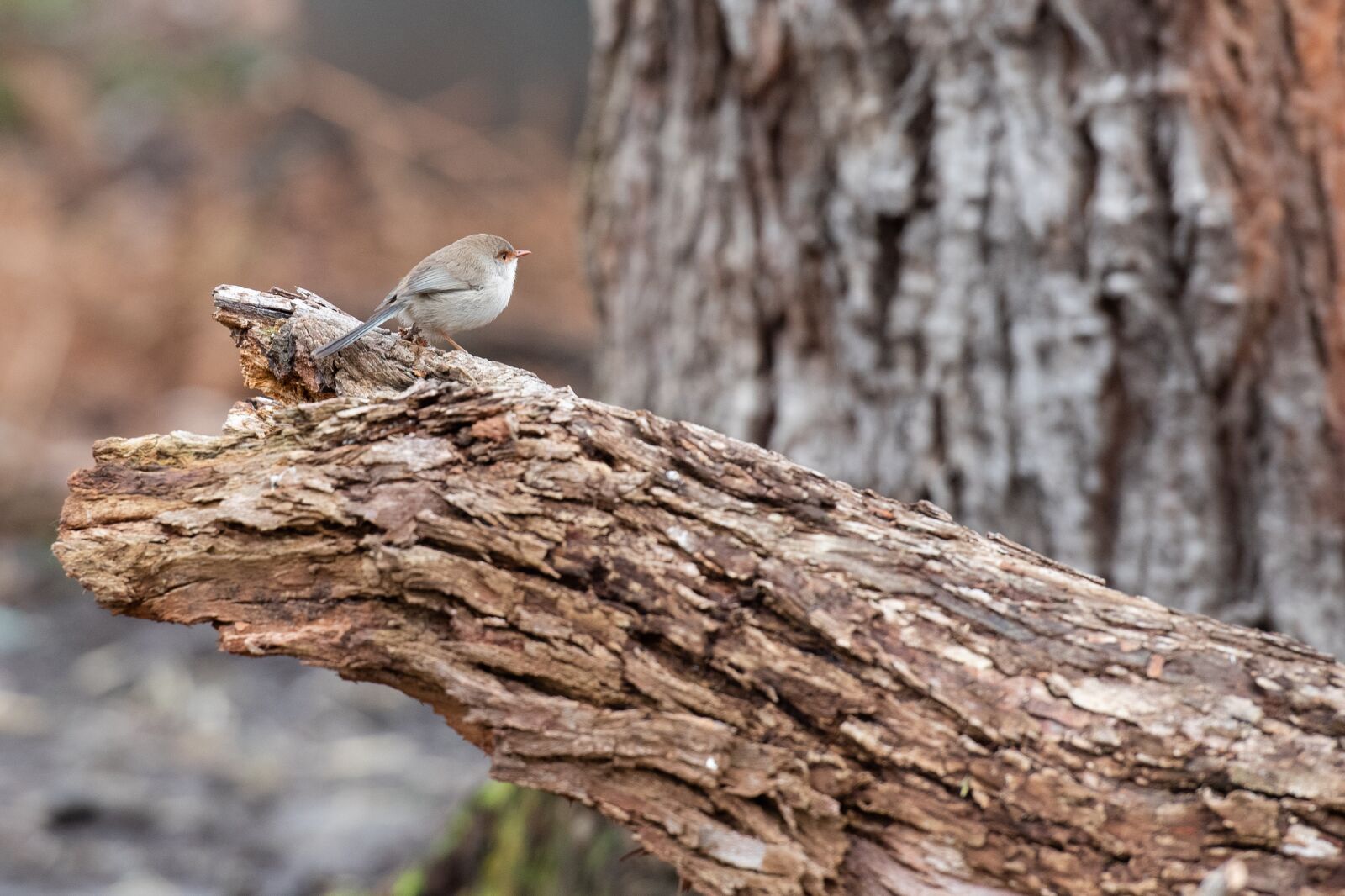 Nikon D750 sample photo. Superb fairywren, wren, fairy photography