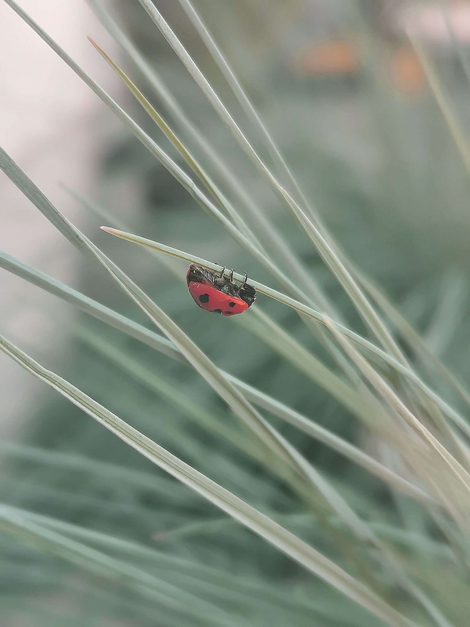 HUAWEI P30 sample photo. Ladybug, grass, spring photography
