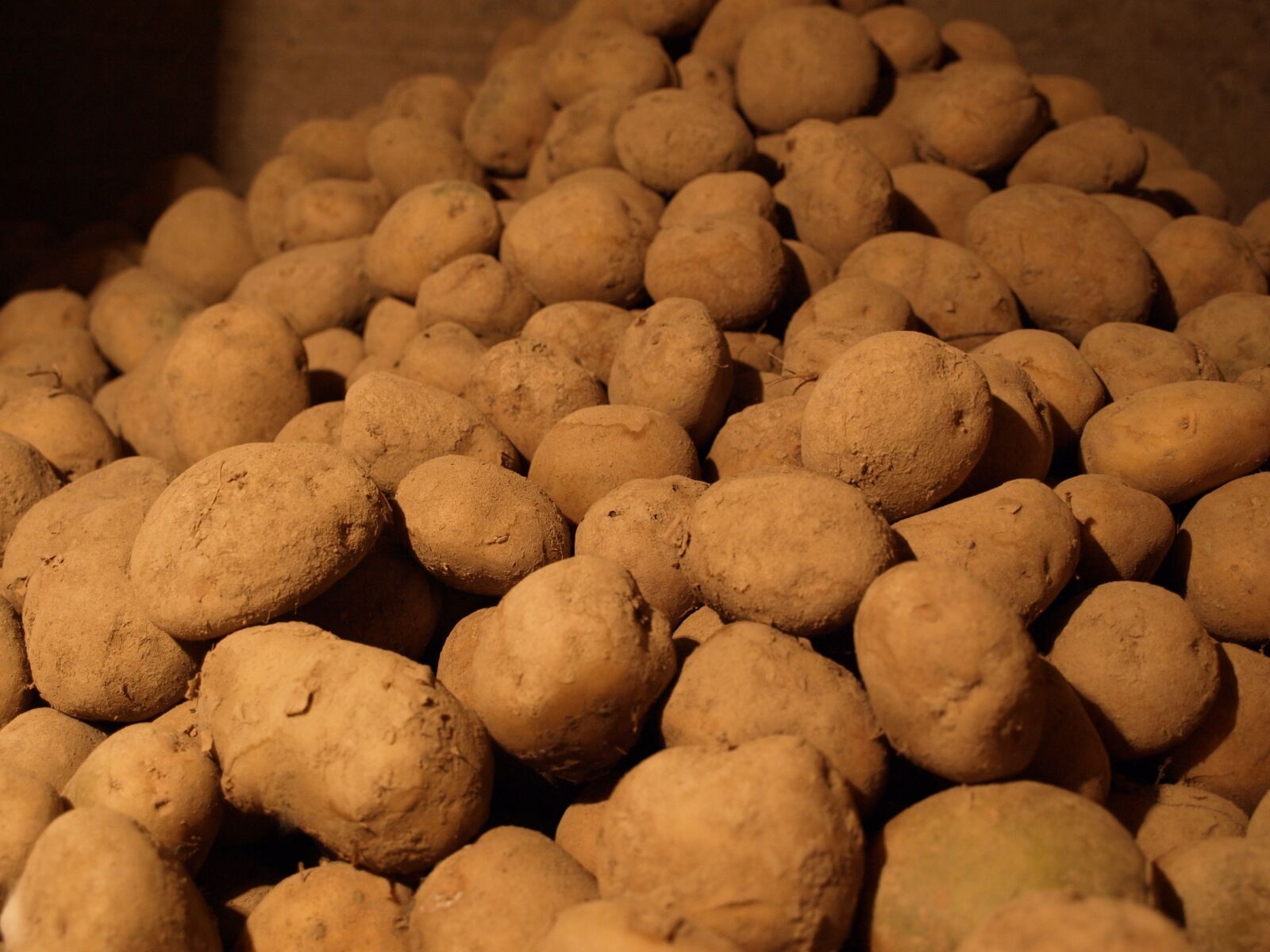 Olympus E-510 (EVOLT E-510) sample photo. Potatoes, the wine cellar photography