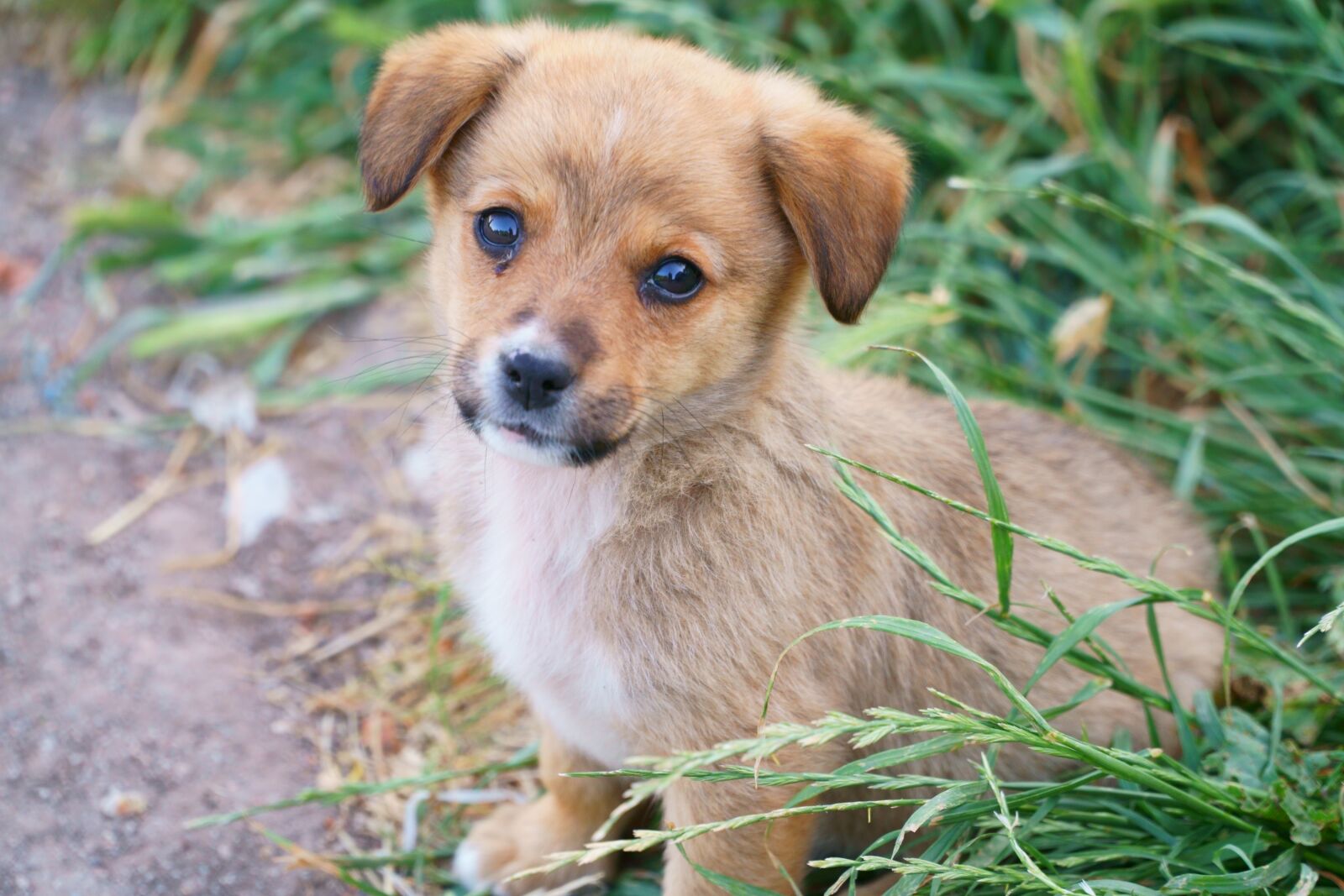 Sony a6300 + Sony E PZ 18-105mm F4 G OSS sample photo. Dog, animal portrait, baby photography