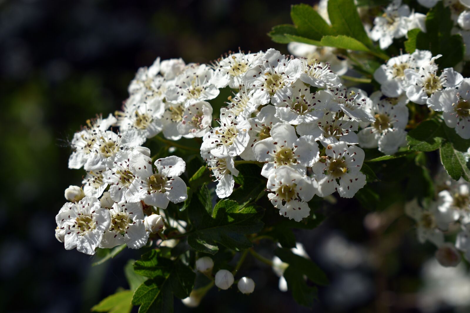 Nikon D3400 sample photo. Flower, flowers, spring photography