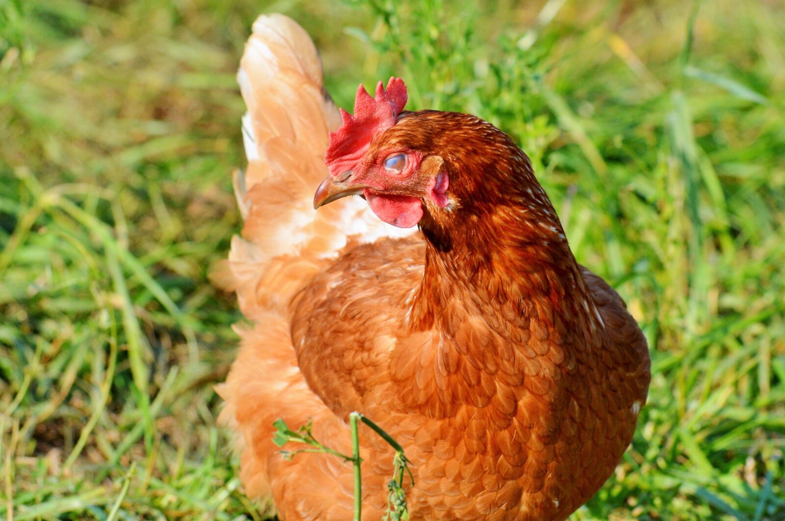 Nikon D3200 sample photo. Chicken, hen, poultry photography