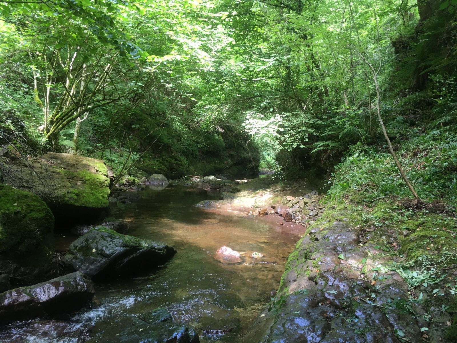iPhone SE back camera 4.15mm f/2.2 sample photo. River, green, tree photography