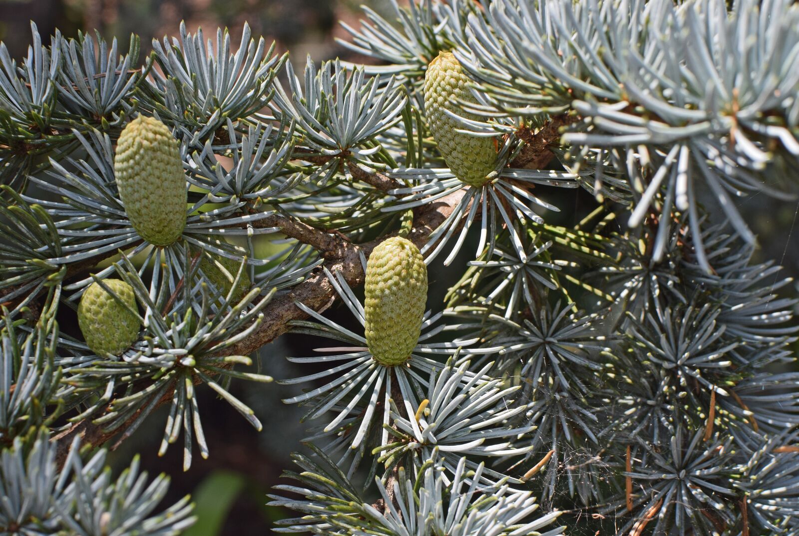 Nikon D3300 sample photo. Weeping spruce new cones photography