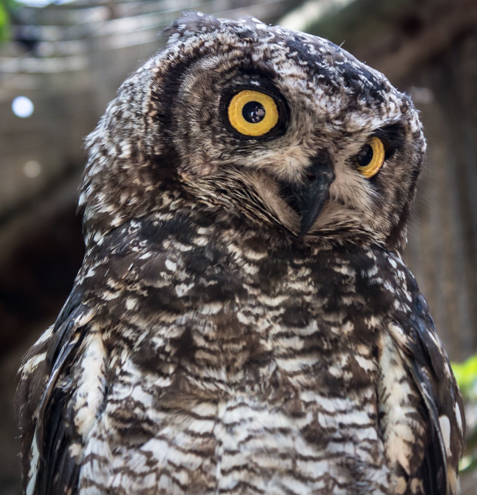 Canon EOS 100D (EOS Rebel SL1 / EOS Kiss X7) sample photo. Owl, wisdom, nature photography