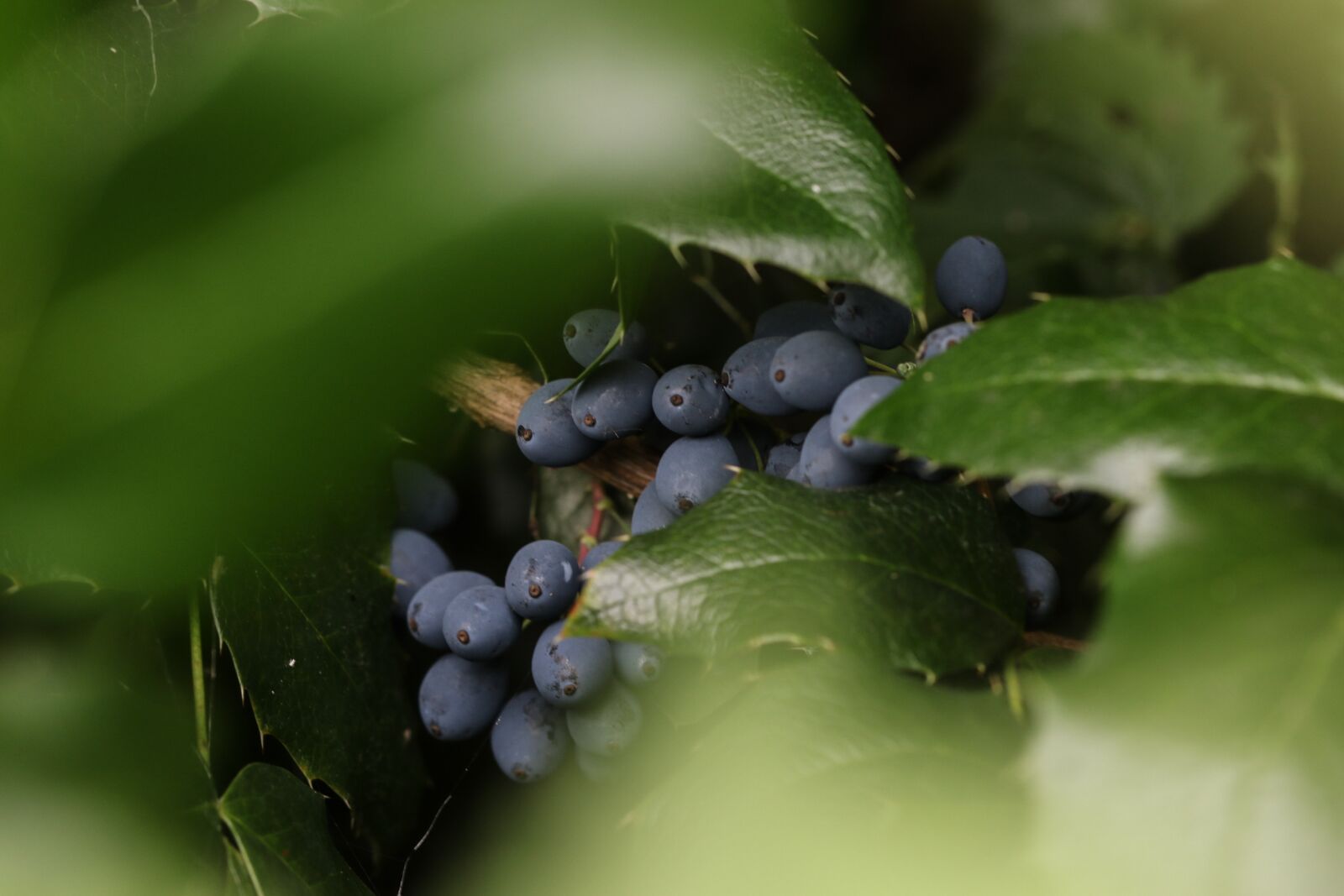 Canon EOS 7D Mark II sample photo. Berry, blue, nature photography