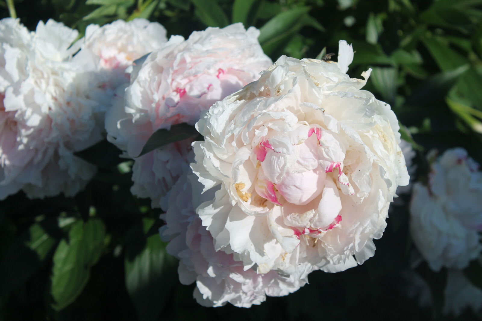 Canon EOS 1100D (EOS Rebel T3 / EOS Kiss X50) sample photo. Flowers, nature, pink, rose photography