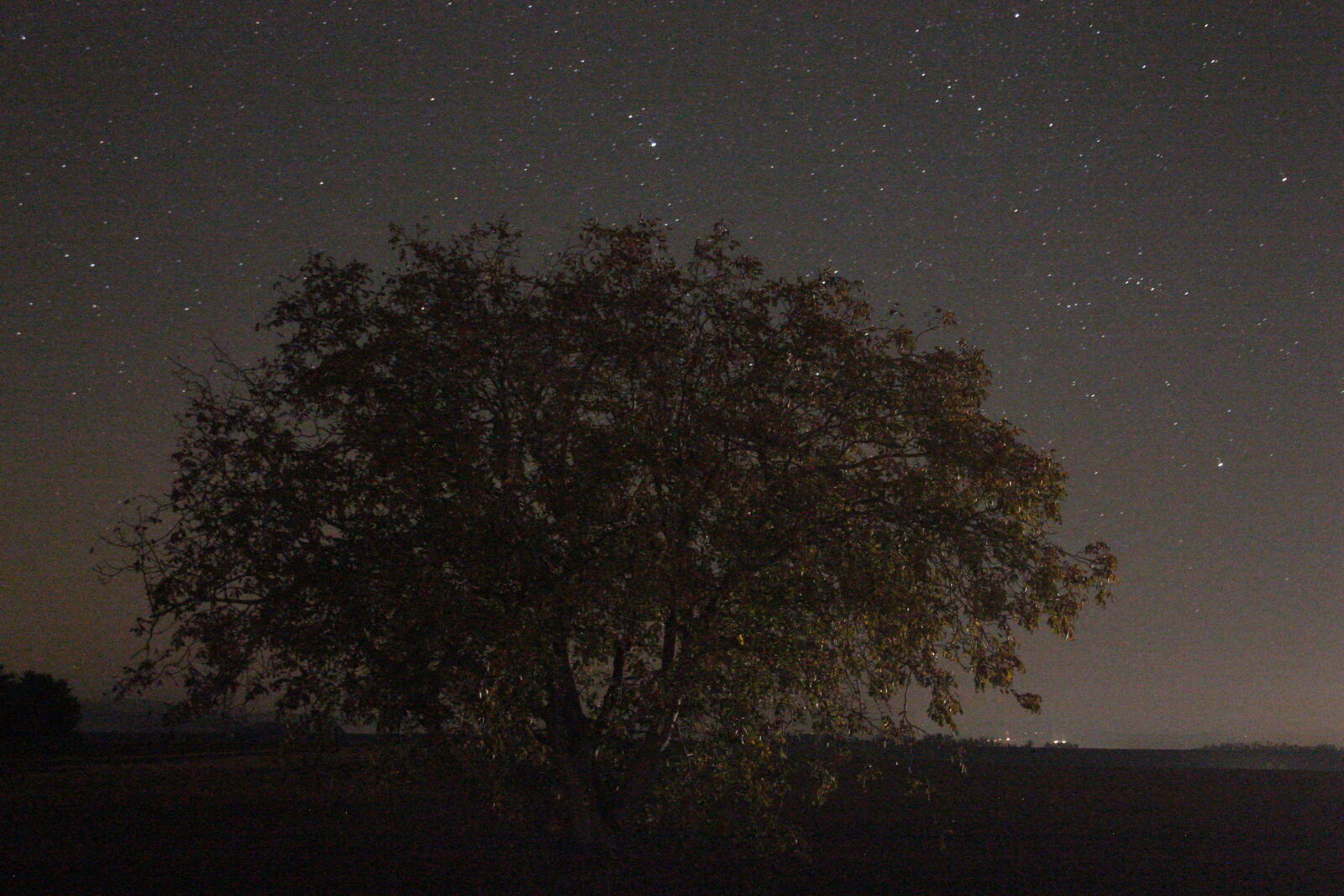 Canon EOS 1100D (EOS Rebel T3 / EOS Kiss X50) sample photo. Stars, tree photography