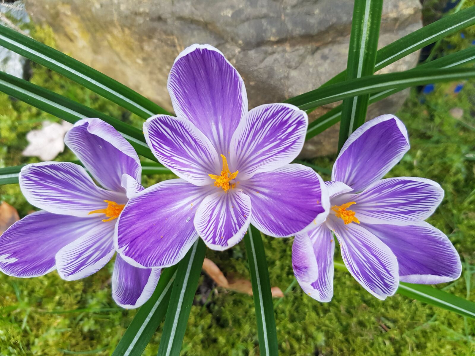 Samsung Galaxy S7 sample photo. Flower, purple, crocus photography