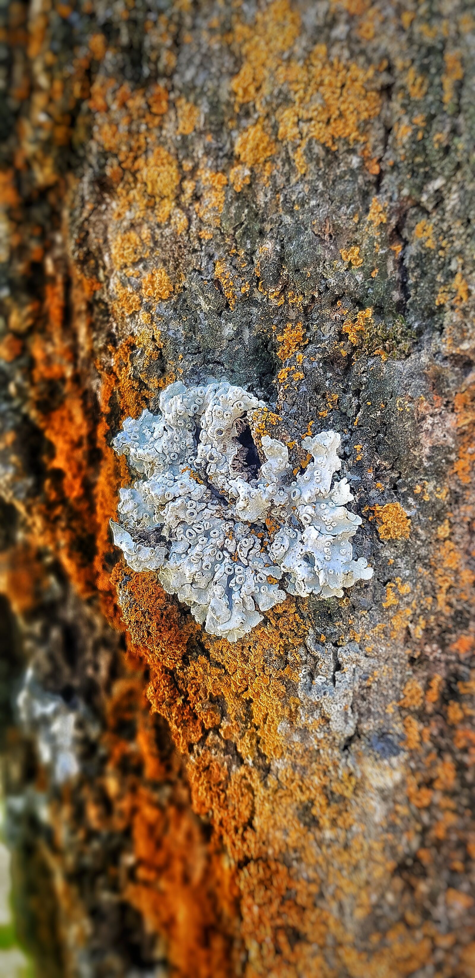 Samsung Galaxy S8 sample photo. Tree, mushroom, forest photography