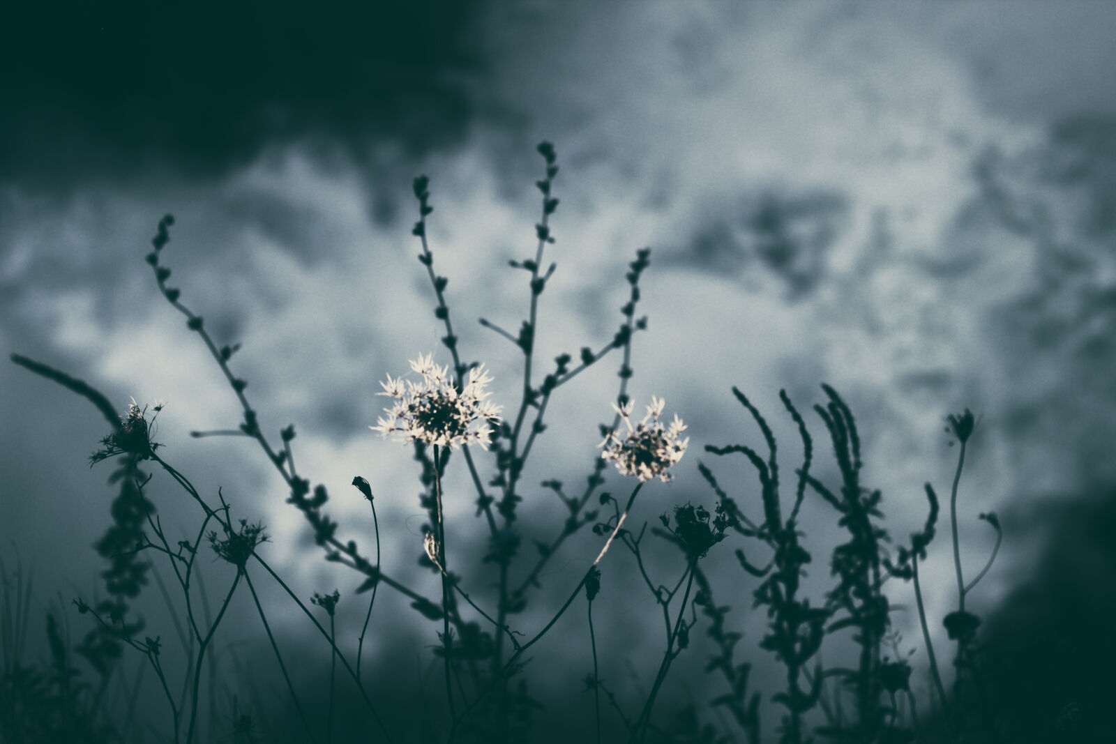 Canon EF 50mm F1.8 II sample photo. Grayscale, photo, of, flower photography