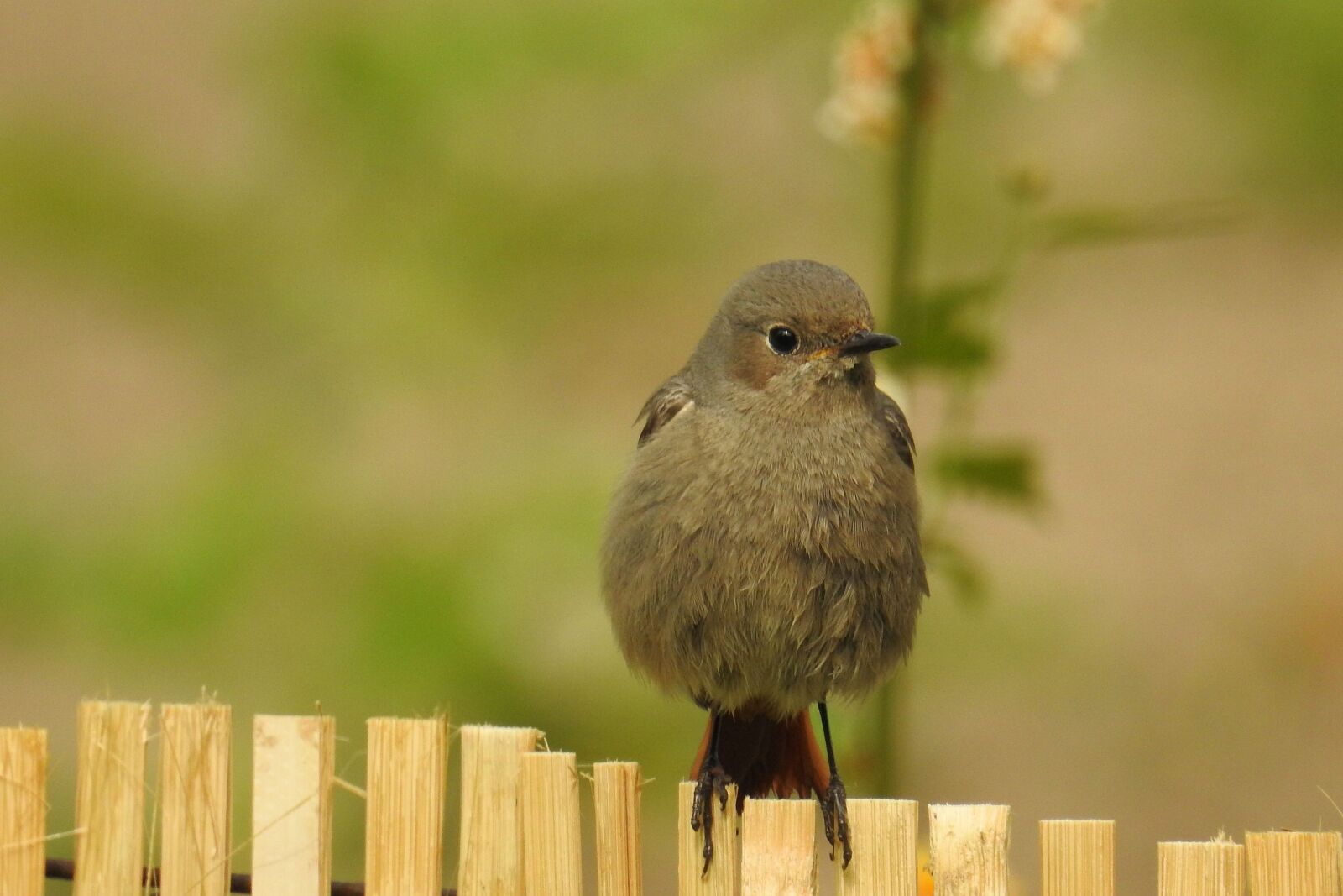 Nikon Coolpix P900 sample photo. Rotschwaenzchen, garden redstarts, animal photography