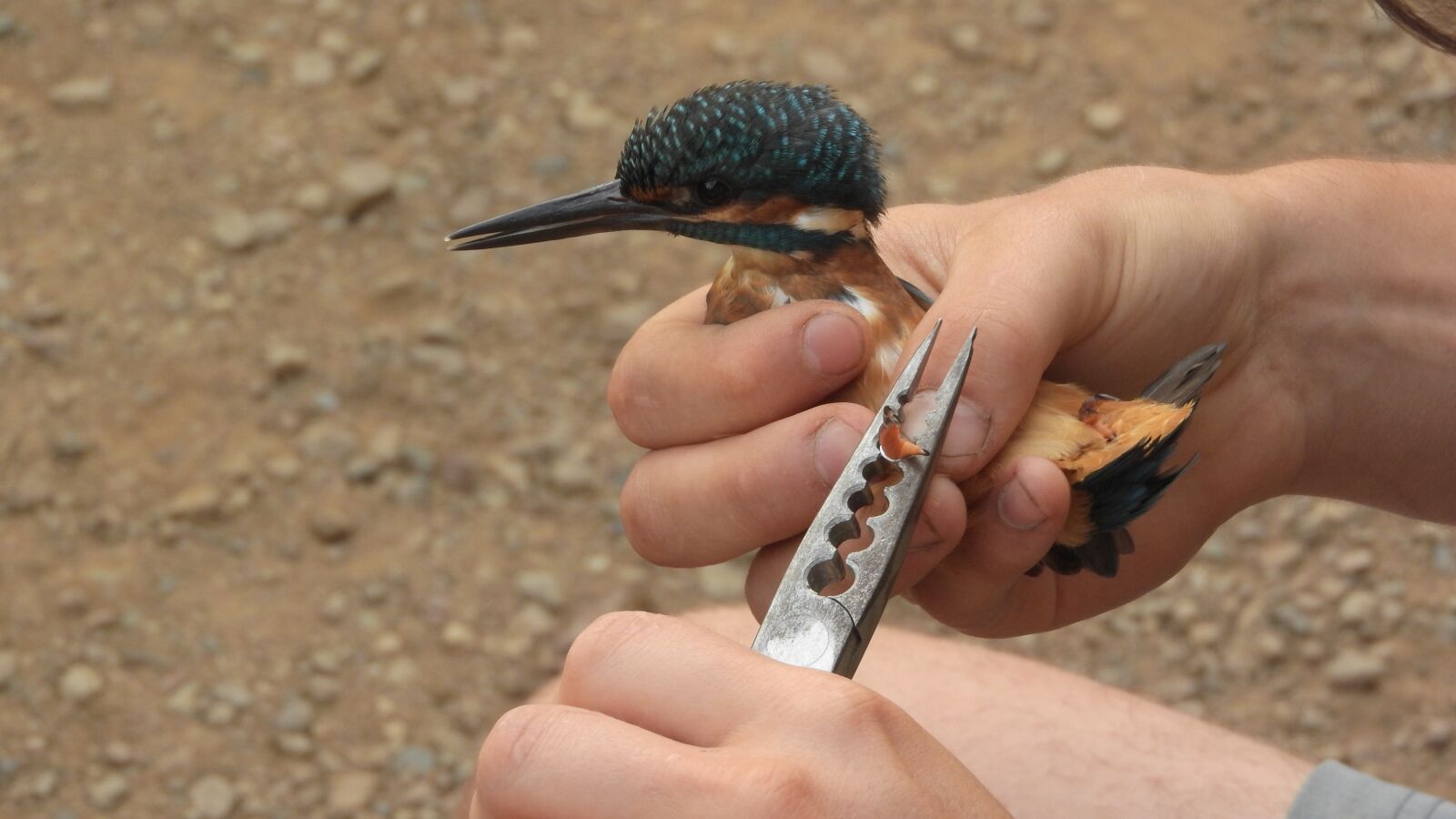 Nikon Coolpix P610 sample photo. Common kingfisher, alcedo atthis photography