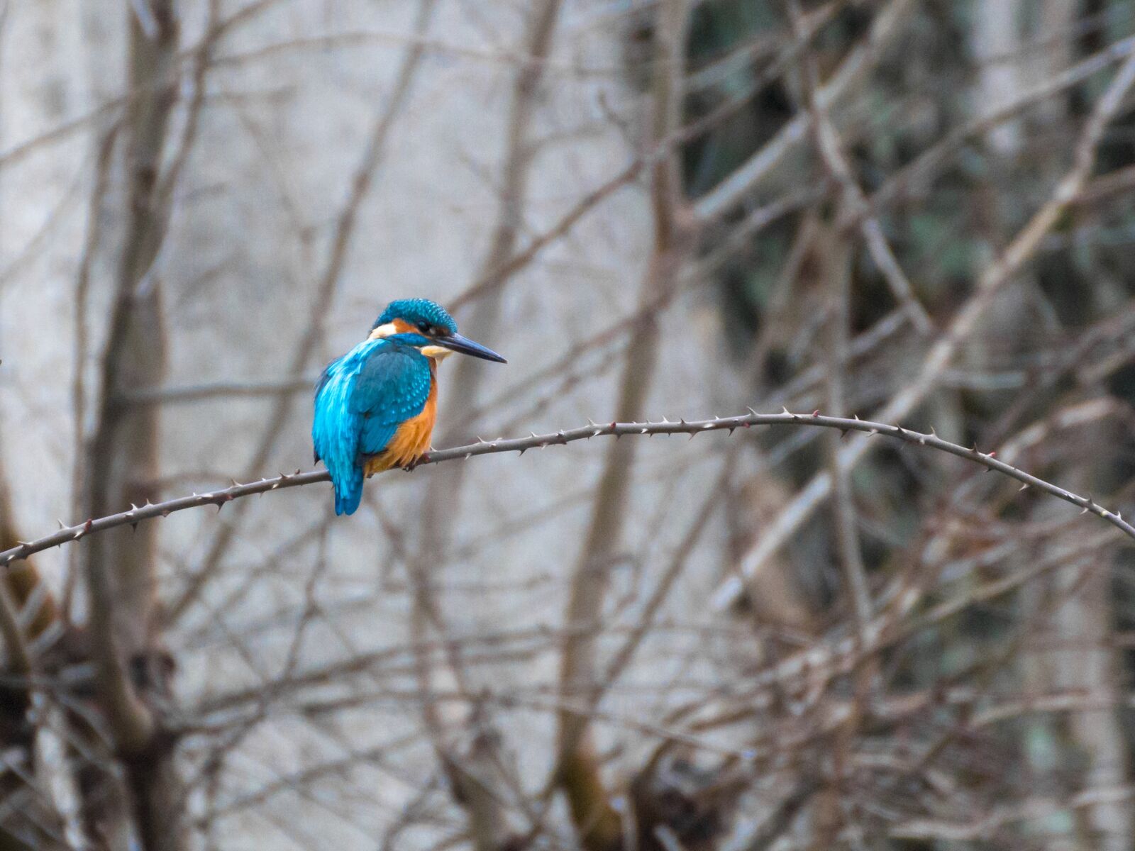 Canon EOS 70D sample photo. Kingfisher, bird, nature photography