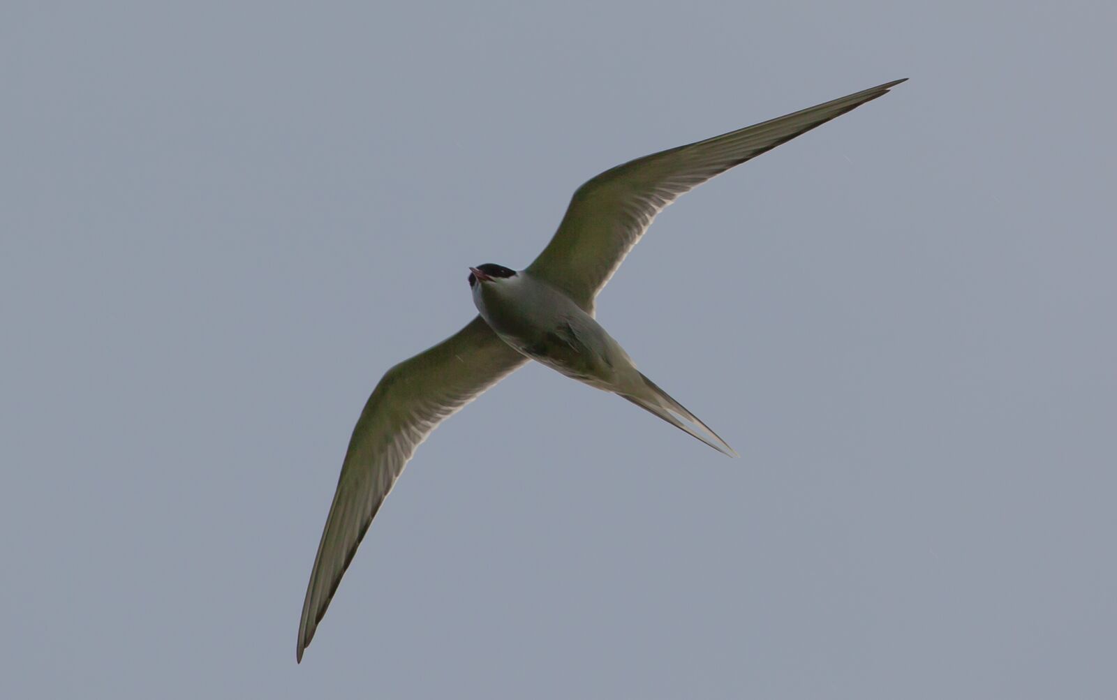 Canon EOS 5D Mark II + Canon EF 100-400mm F4.5-5.6L IS II USM sample photo. Common tern, tern, sea photography