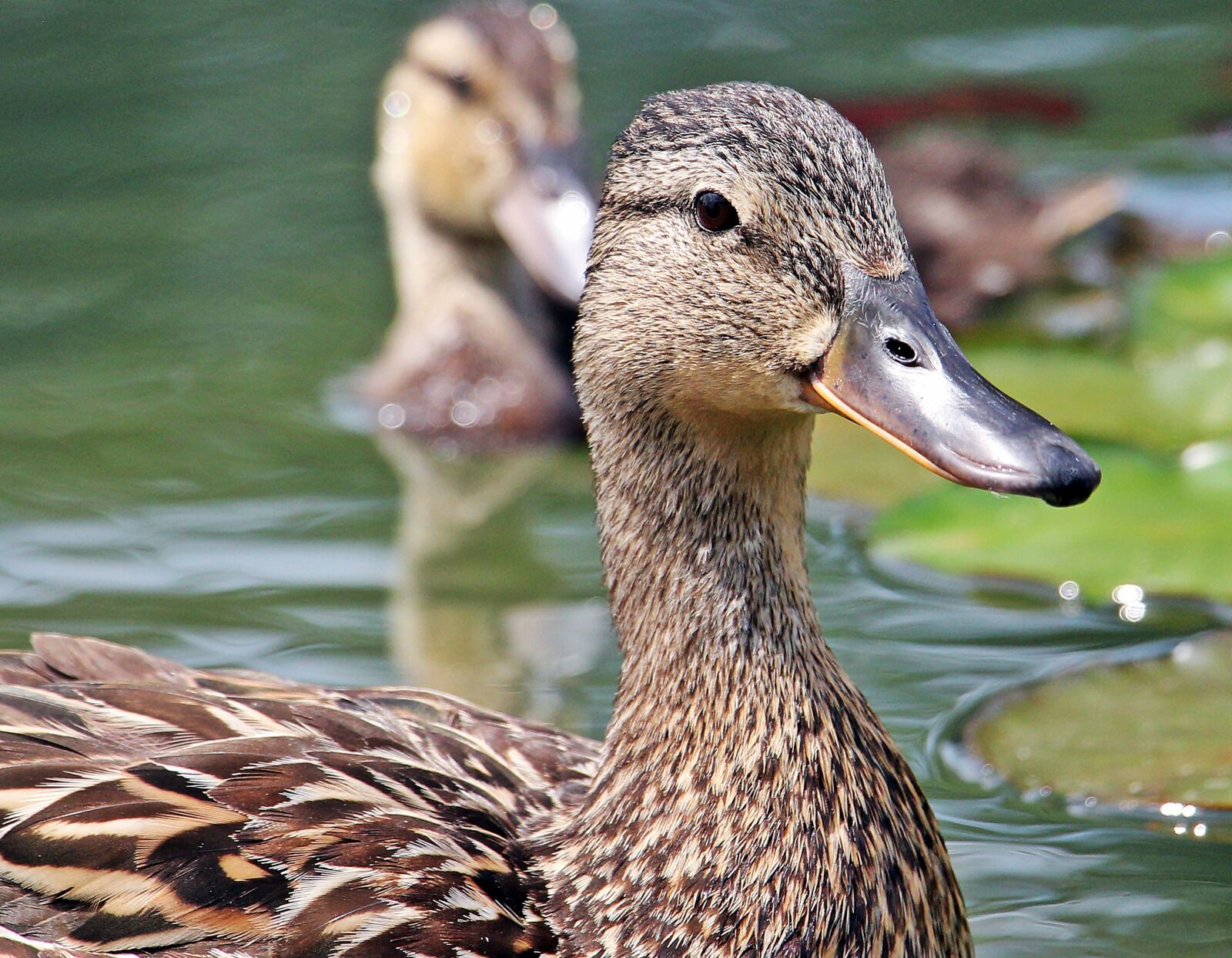 Canon EOS 550D (EOS Rebel T2i / EOS Kiss X4) sample photo. Duck, duck bird, federtier photography