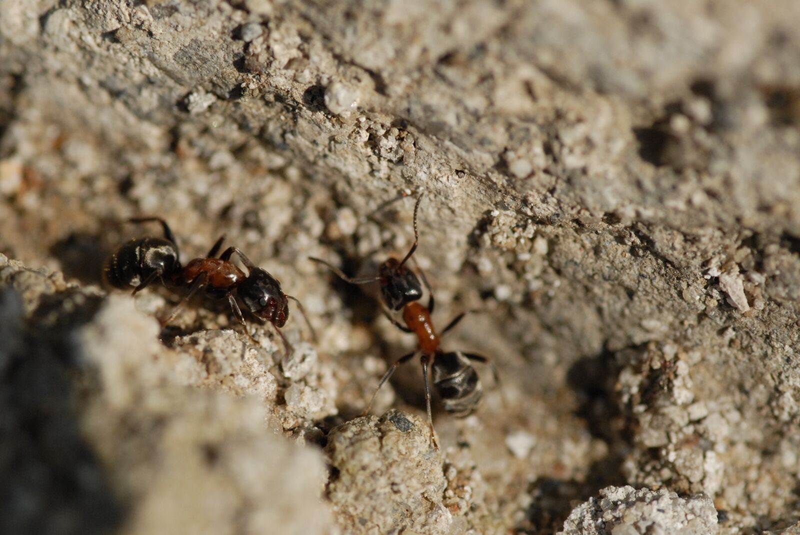 Nikon D200 sample photo. Ants, spring, park photography