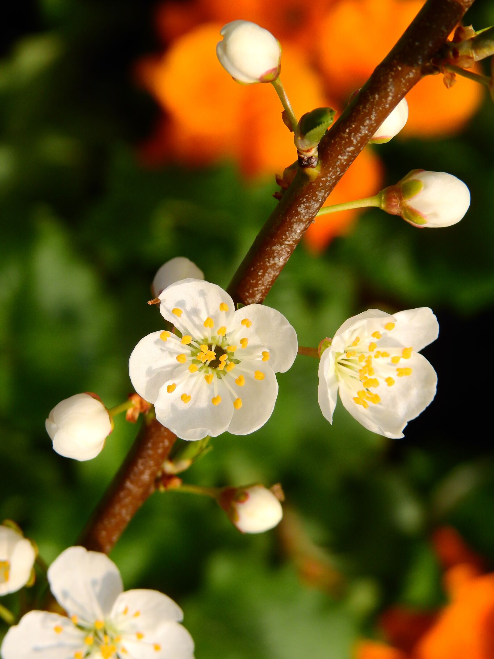 Nikon Coolpix P900 sample photo. Cherry tree, blossom, bloom photography