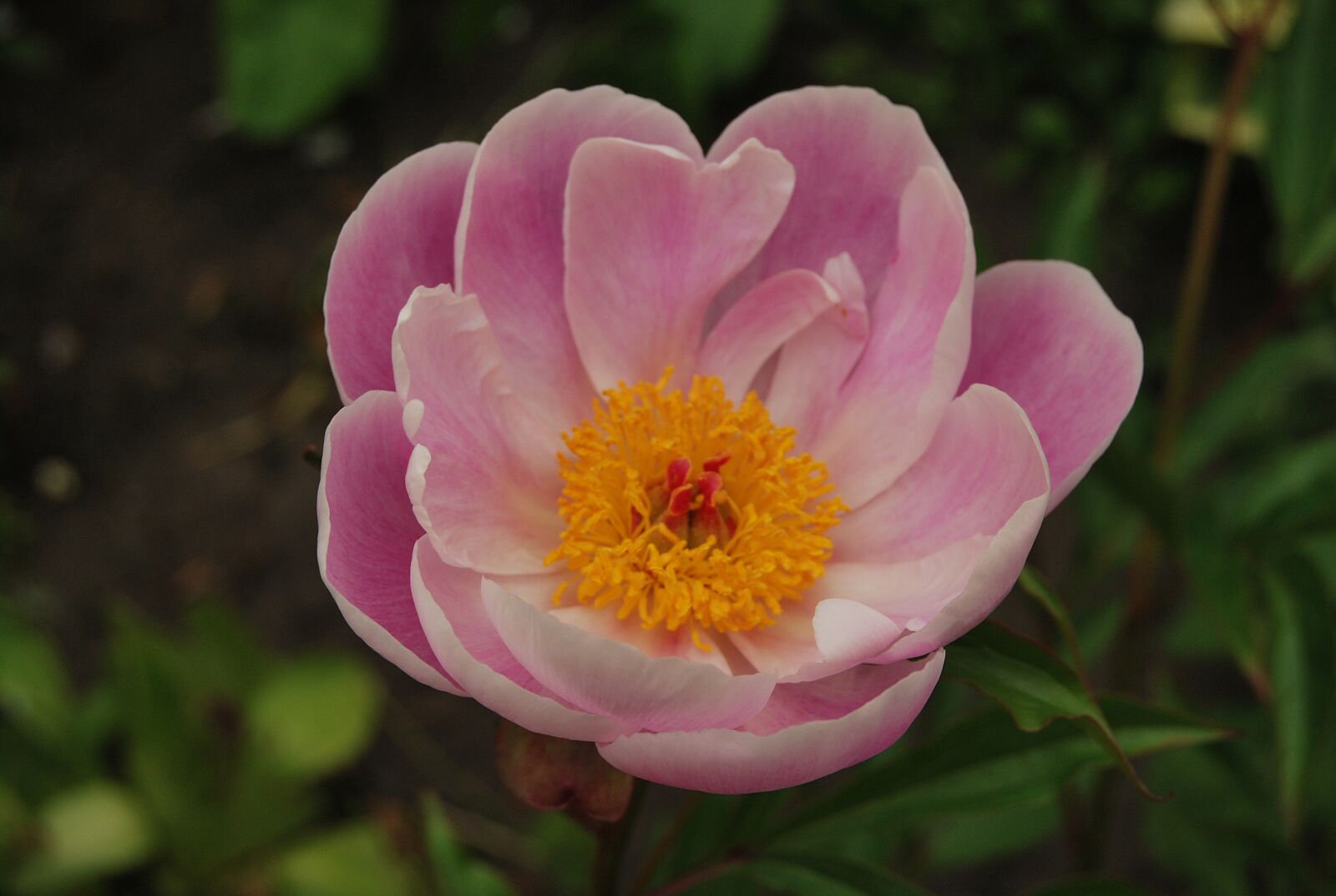 Nikon D60 sample photo. The crimean peony, garden photography