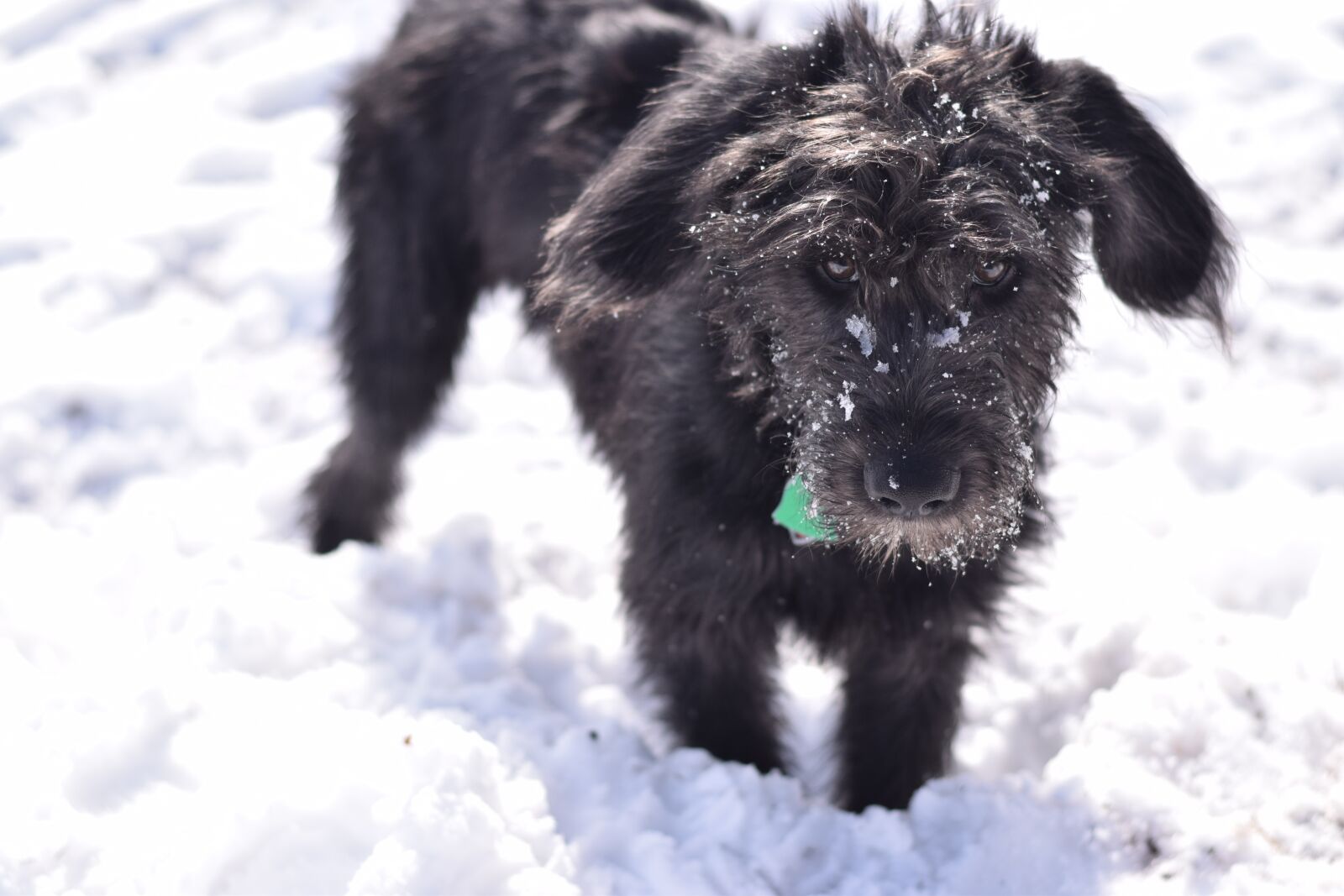 Nikon D5300 sample photo. Dog, dog in snow photography