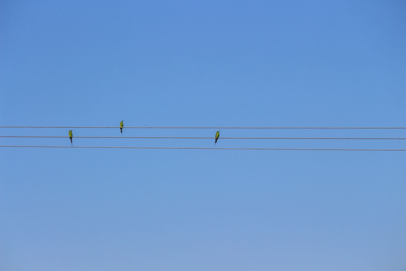 Canon EOS 700D (EOS Rebel T5i / EOS Kiss X7i) sample photo. Sky, freedom, bird photography